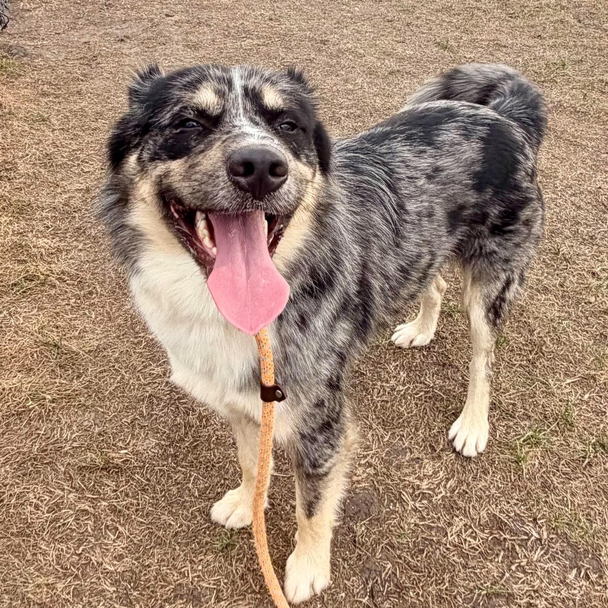 Waffles, Adopted, Young Male Australian Shepherd.