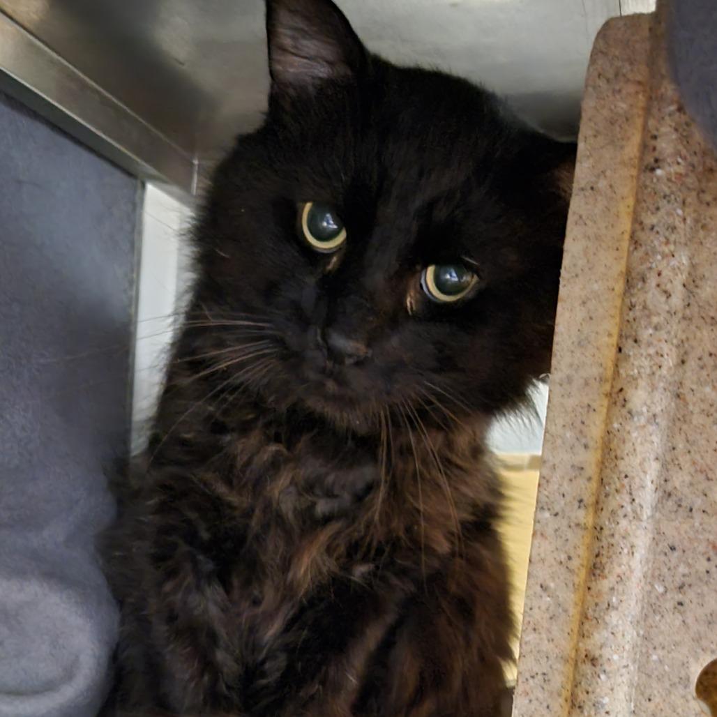 Willy, Adoptable, Young Male Domestic Medium Hair.
