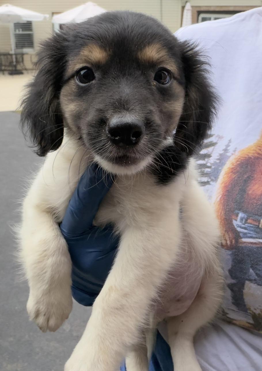 Enlarge Sheph, a Adoptable mixed breed in Arlington Heights, IL image 4/4