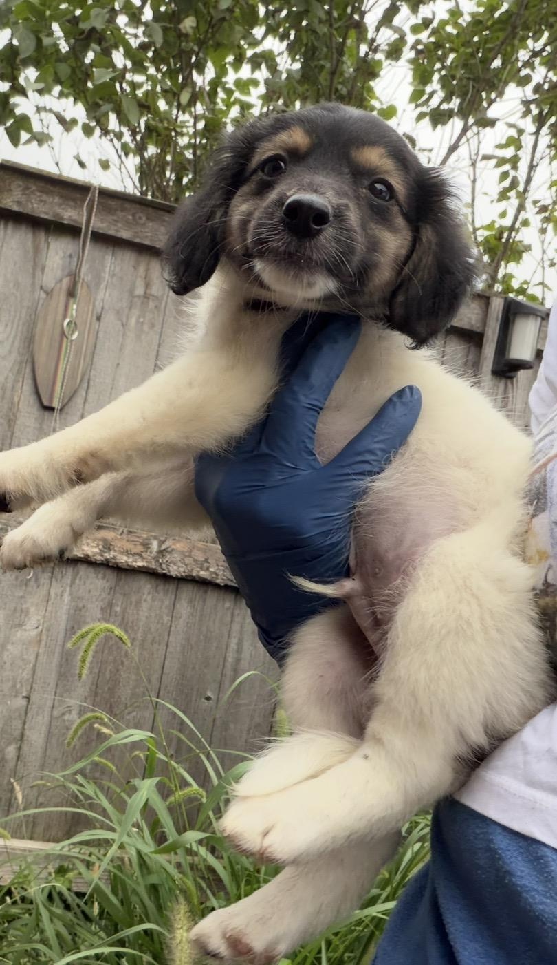 Enlarge Sheph, a Adoptable mixed breed in Arlington Heights, IL image 3/4