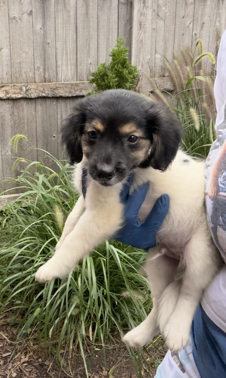 Sheph, Adoptable, Puppy Male Australian Shepherd.