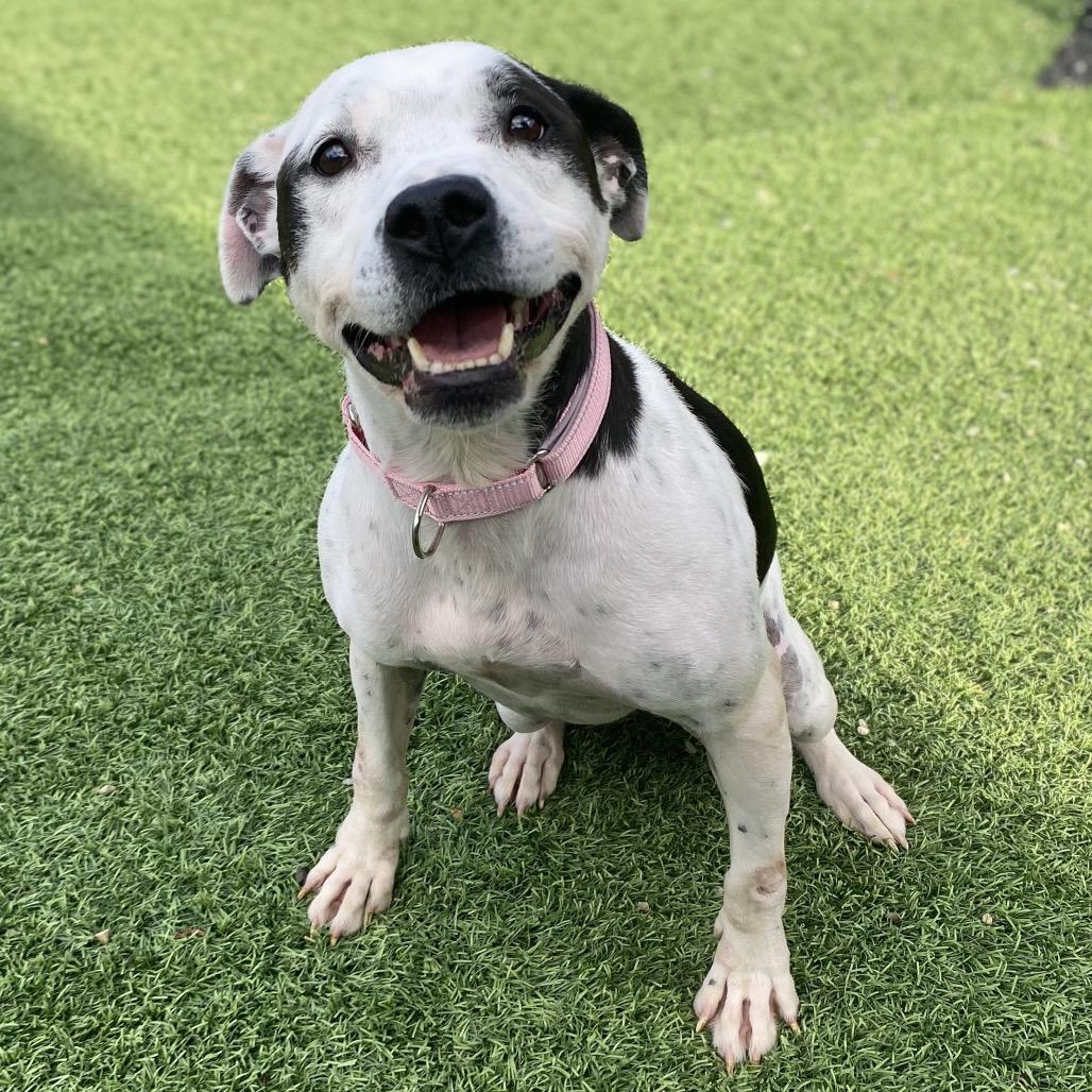 Medusa, Adoptable, Adult Female Mixed Breed.