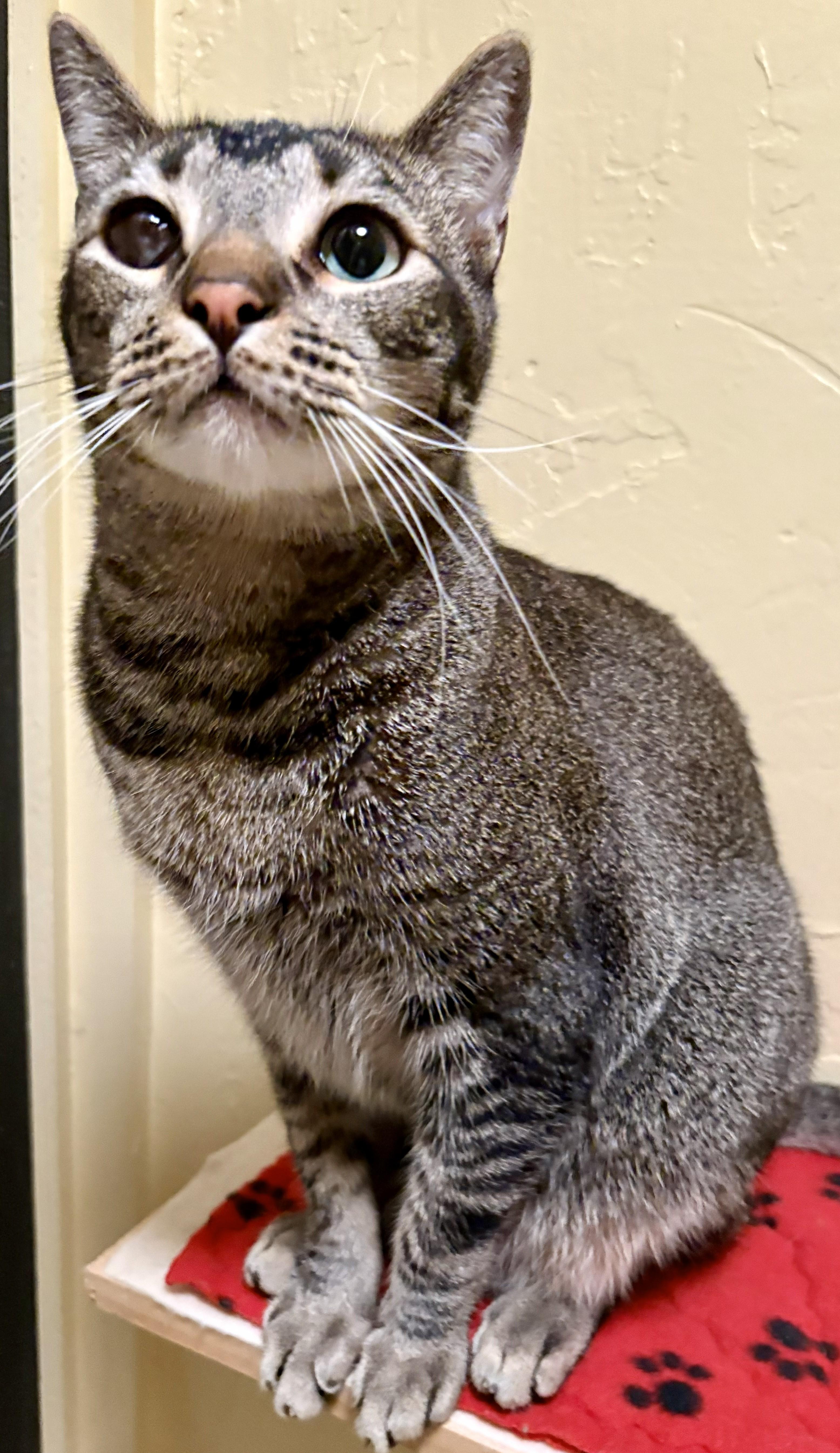 Enlarge RUSTY, a Adoptable Tabby in Prescott, AZ image 2/2