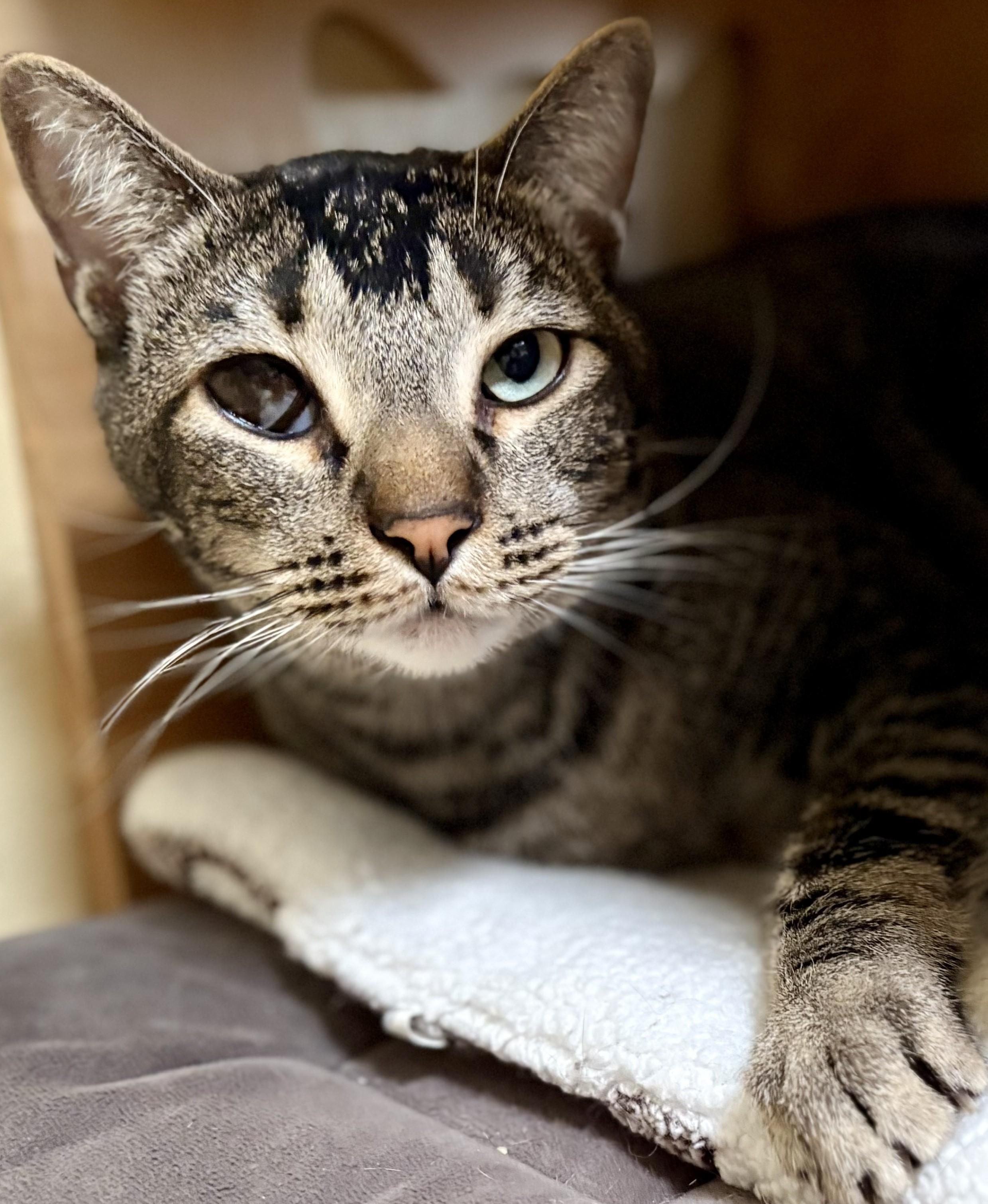 Enlarge RUSTY, a Adoptable Tabby in Prescott, AZ image 1/2