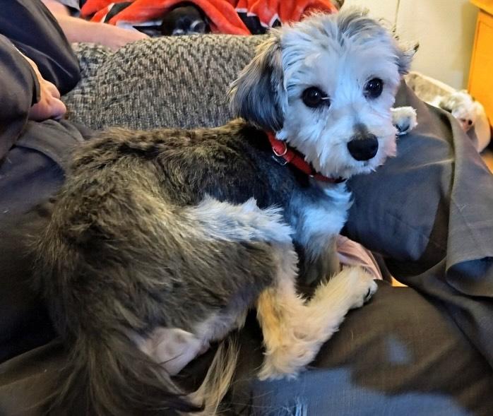 Enlarge Ivan, a ADOPTABLE mixed breed in Flossmoor, IL image 2/2