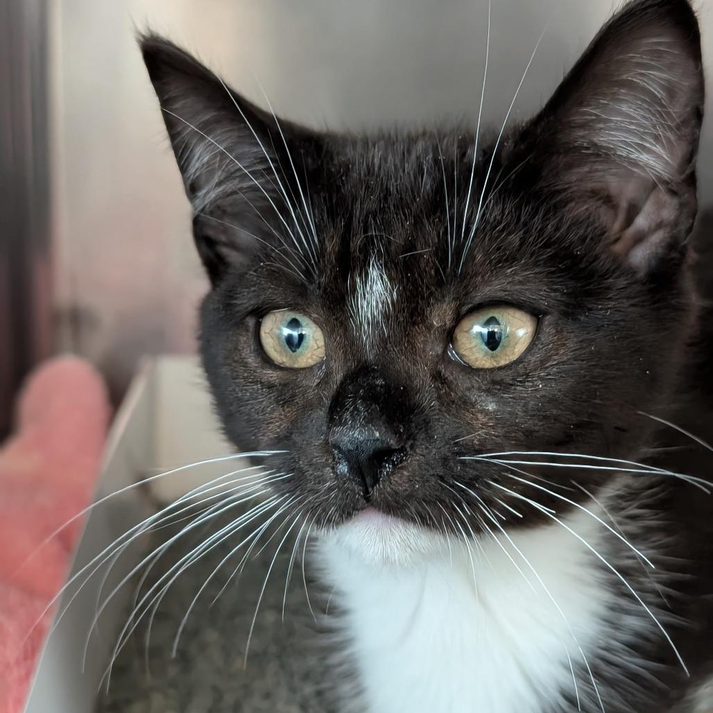 Enlarge Ethel, a Adoptable Domestic Short Hair in Asheville, NC image 1/2