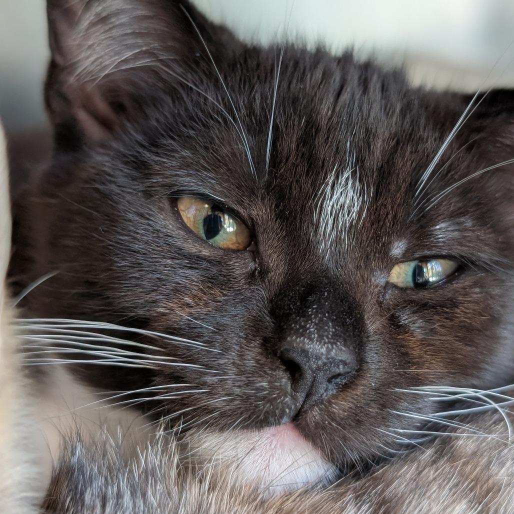 Enlarge Ethel, a Adoptable Domestic Short Hair in Asheville, NC image 2/2