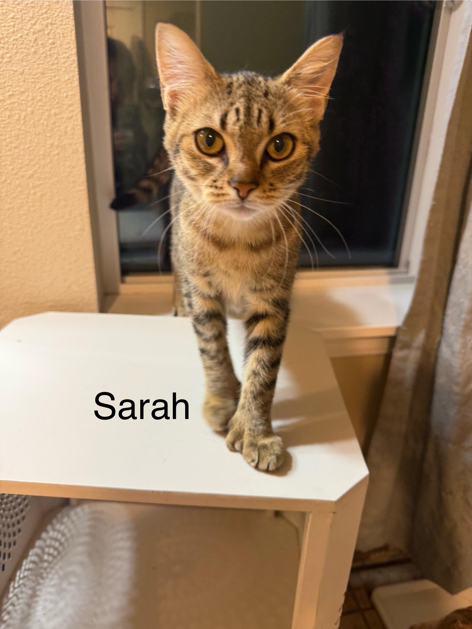 Sarah, Adoptable, Young Female Domestic Short Hair.