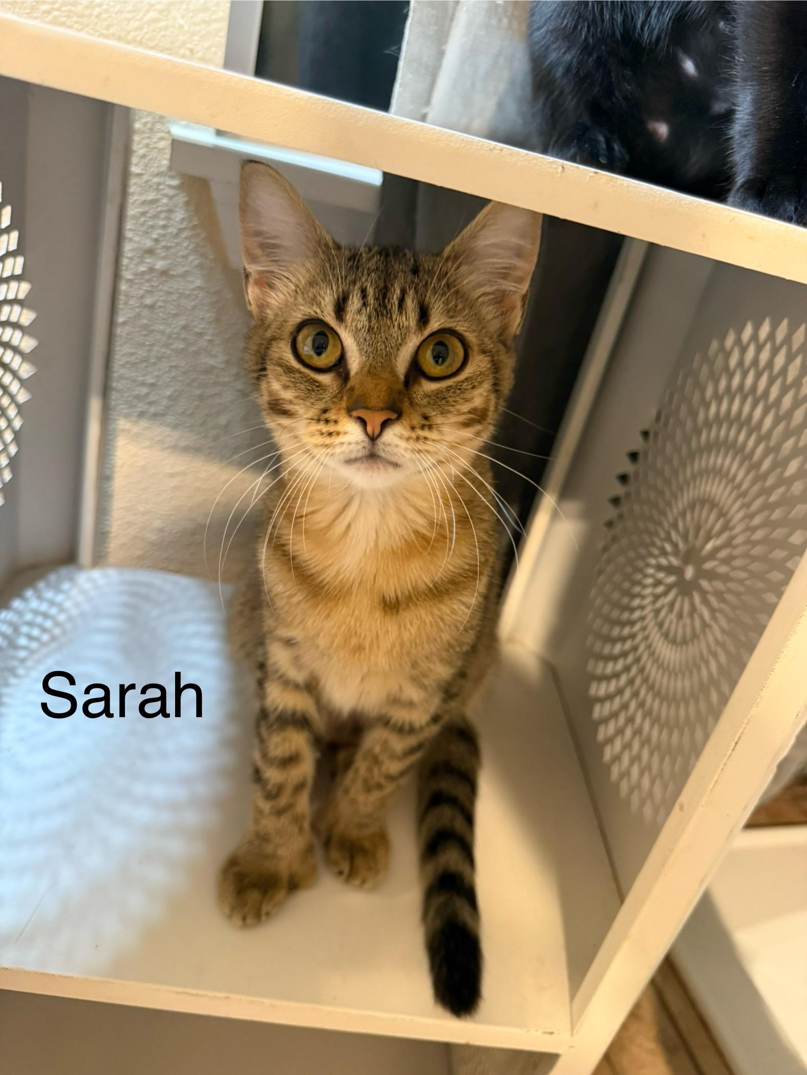 Sarah, a Adoptable Domestic Short Hair in Rochester, WA image 2/3