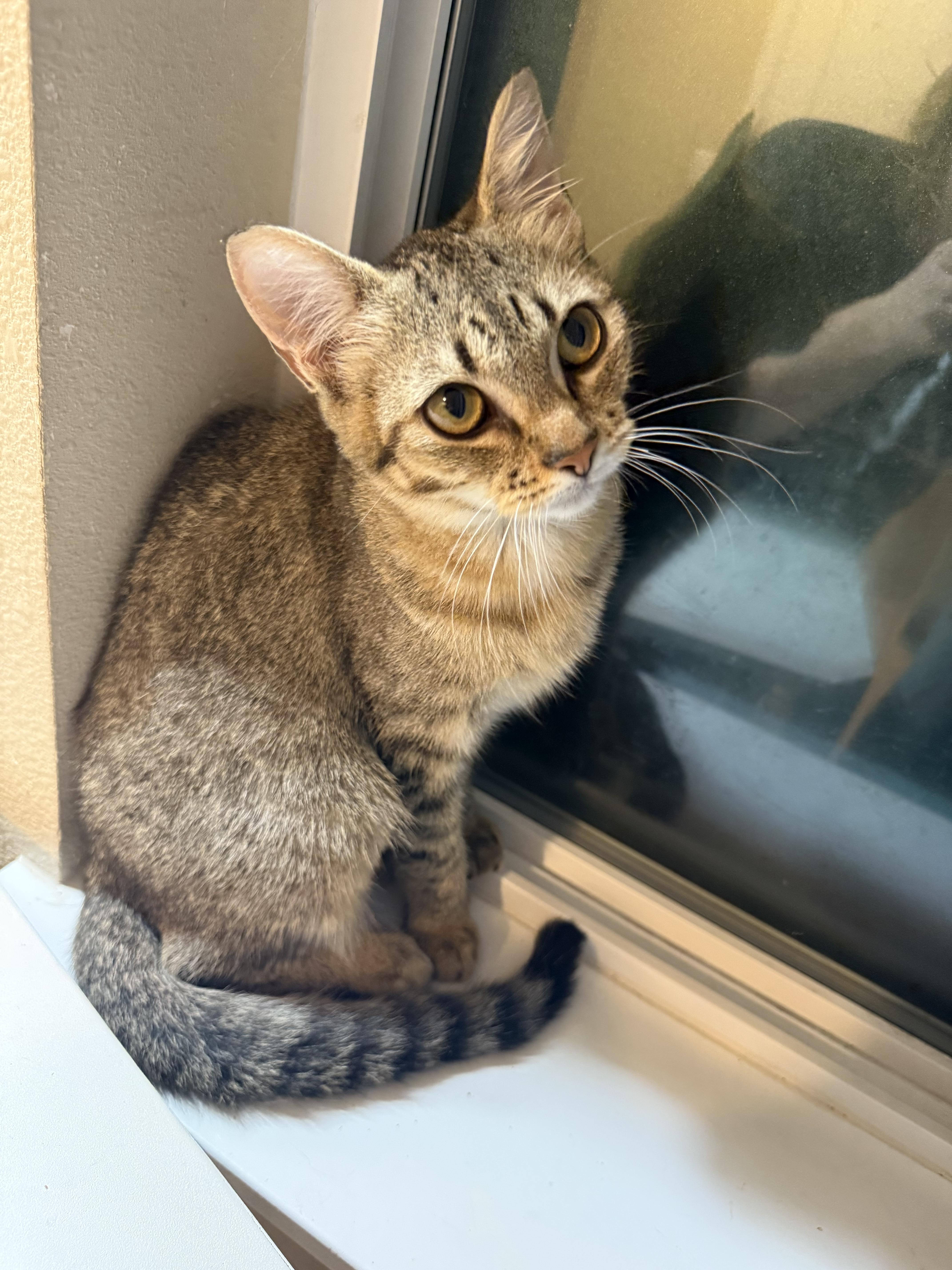 Sarah, a Adoptable Domestic Short Hair in Rochester, WA image 3/3