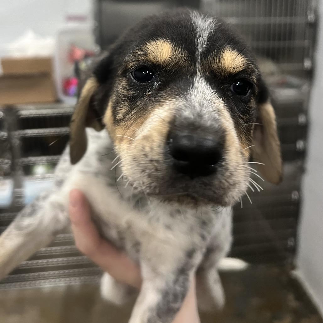 Enlarge Beretta, a Adoptable Mixed Breed in Corbin, KY image 2/2