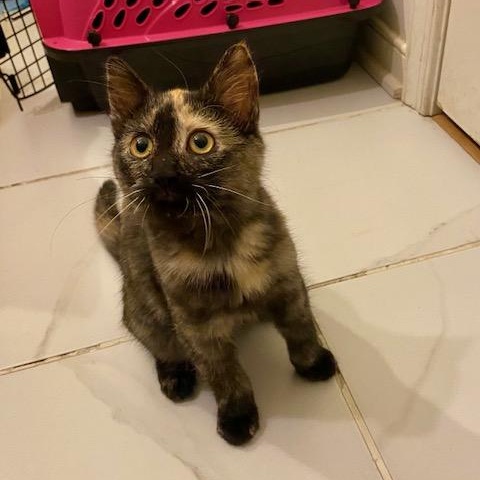 Elvira, a Adoptable mixed breed in Ashland, VA image 1/4