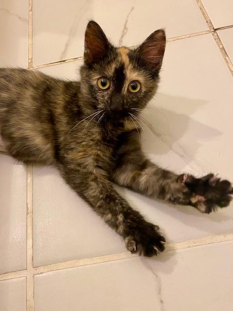 Elvira, a Adoptable mixed breed in Ashland, VA image 2/4