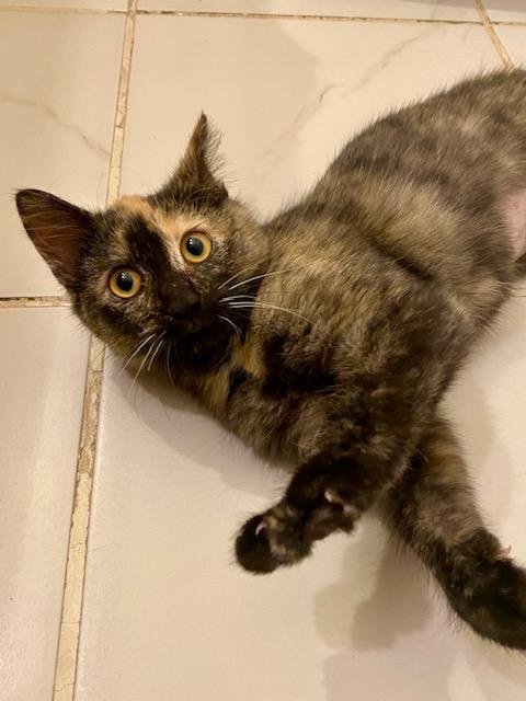 Elvira, a Adoptable mixed breed in Ashland, VA image 3/4