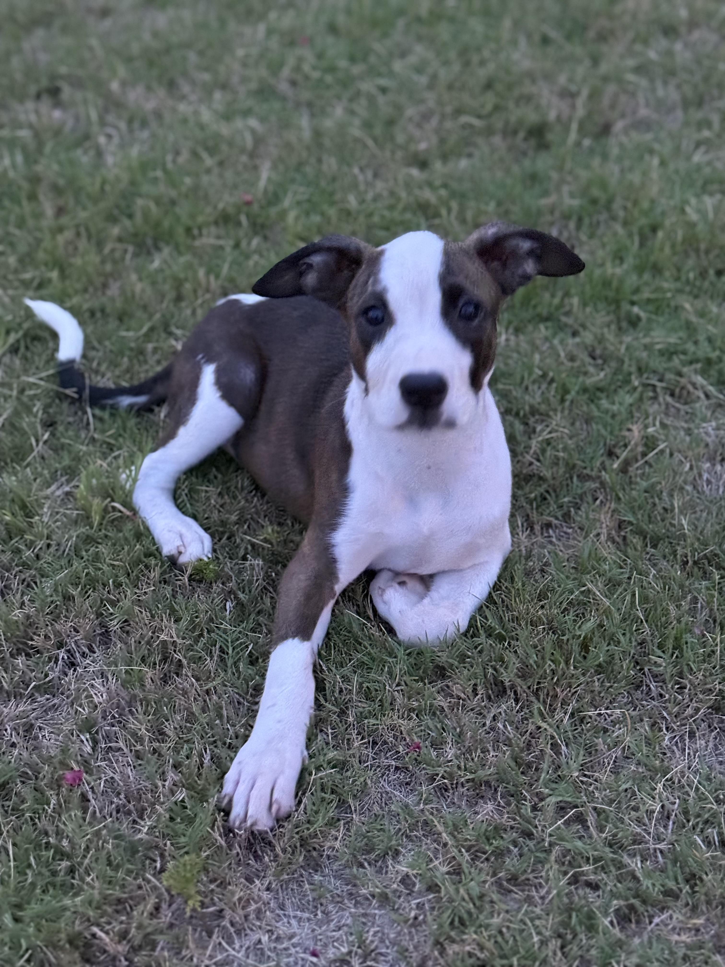 Summer , ADOPTABLE, Young Female Catahoula Leopard Dog.