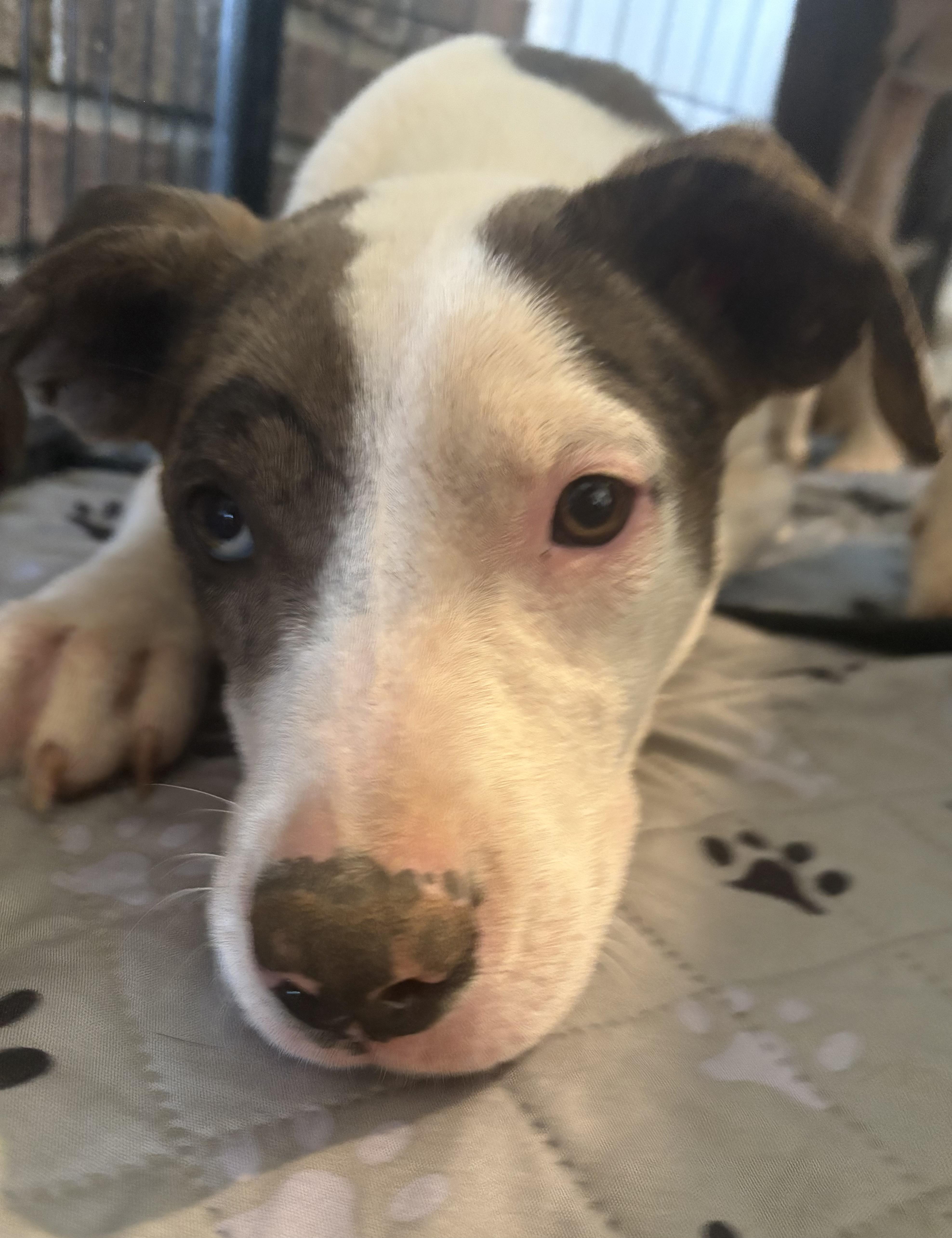 Enlarge Summer , a ADOPTABLE Catahoula Leopard Dog in Williamston, SC image 3/6