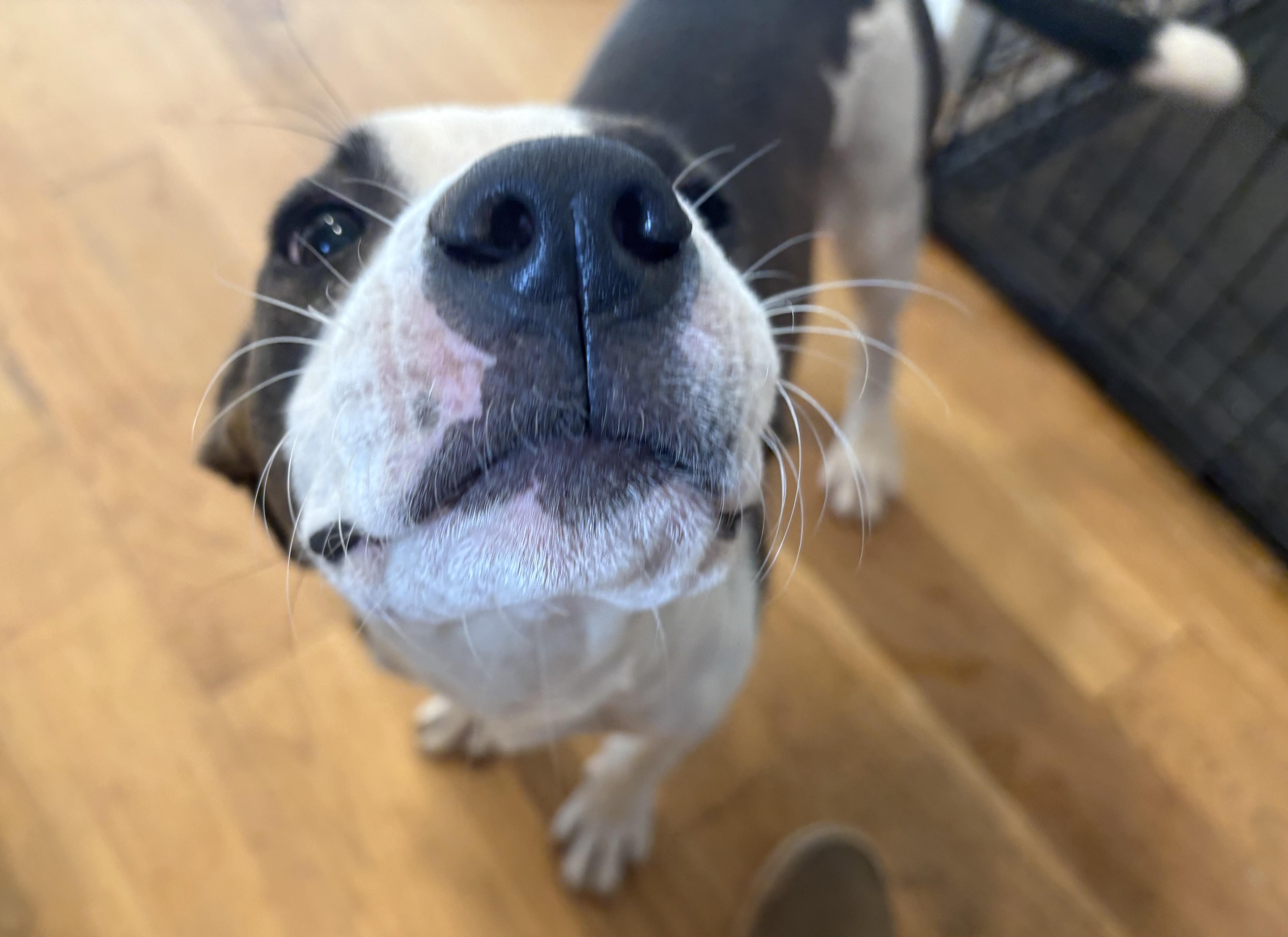 Enlarge Summer , a ADOPTABLE Catahoula Leopard Dog in Williamston, SC image 4/6