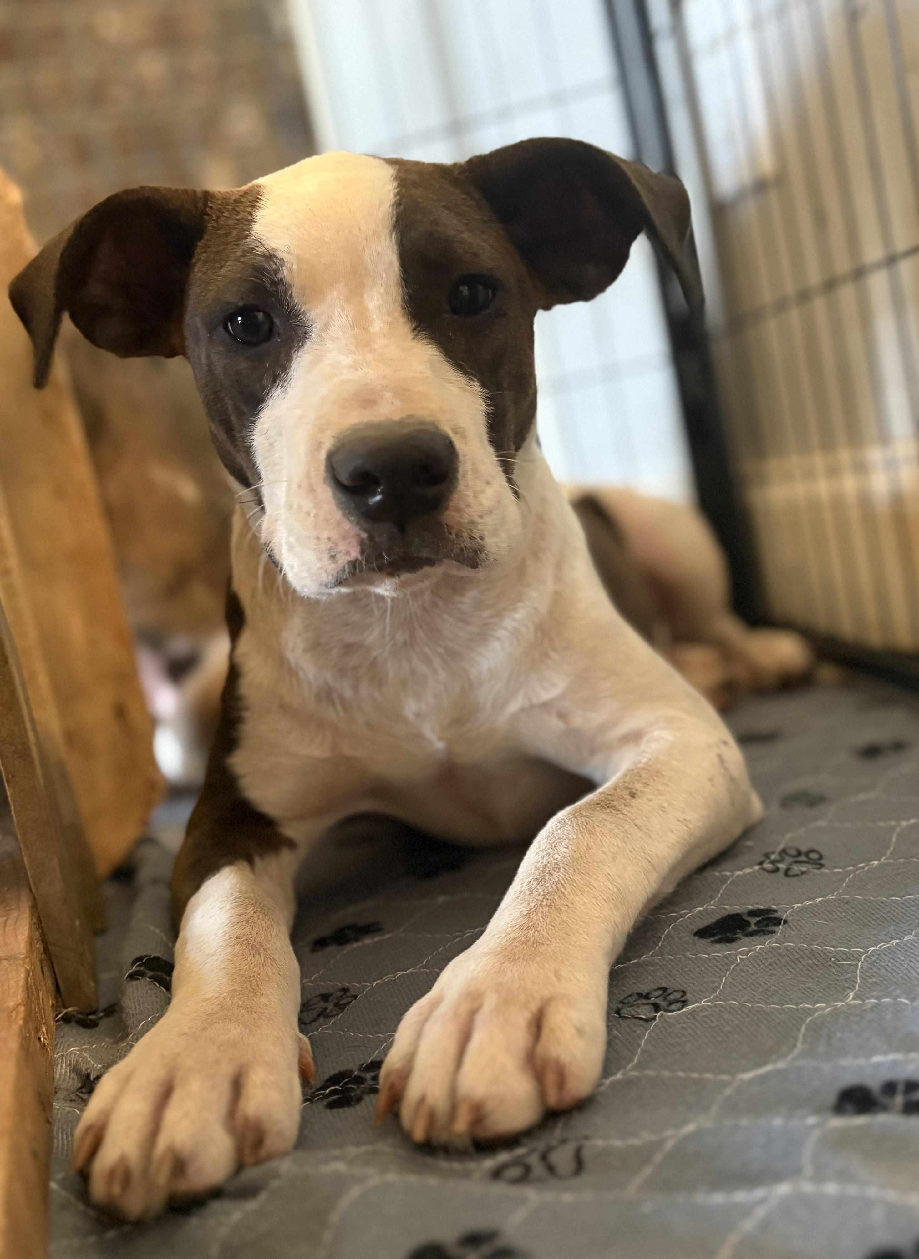 Enlarge Summer , a ADOPTABLE Catahoula Leopard Dog in Williamston, SC image 6/6