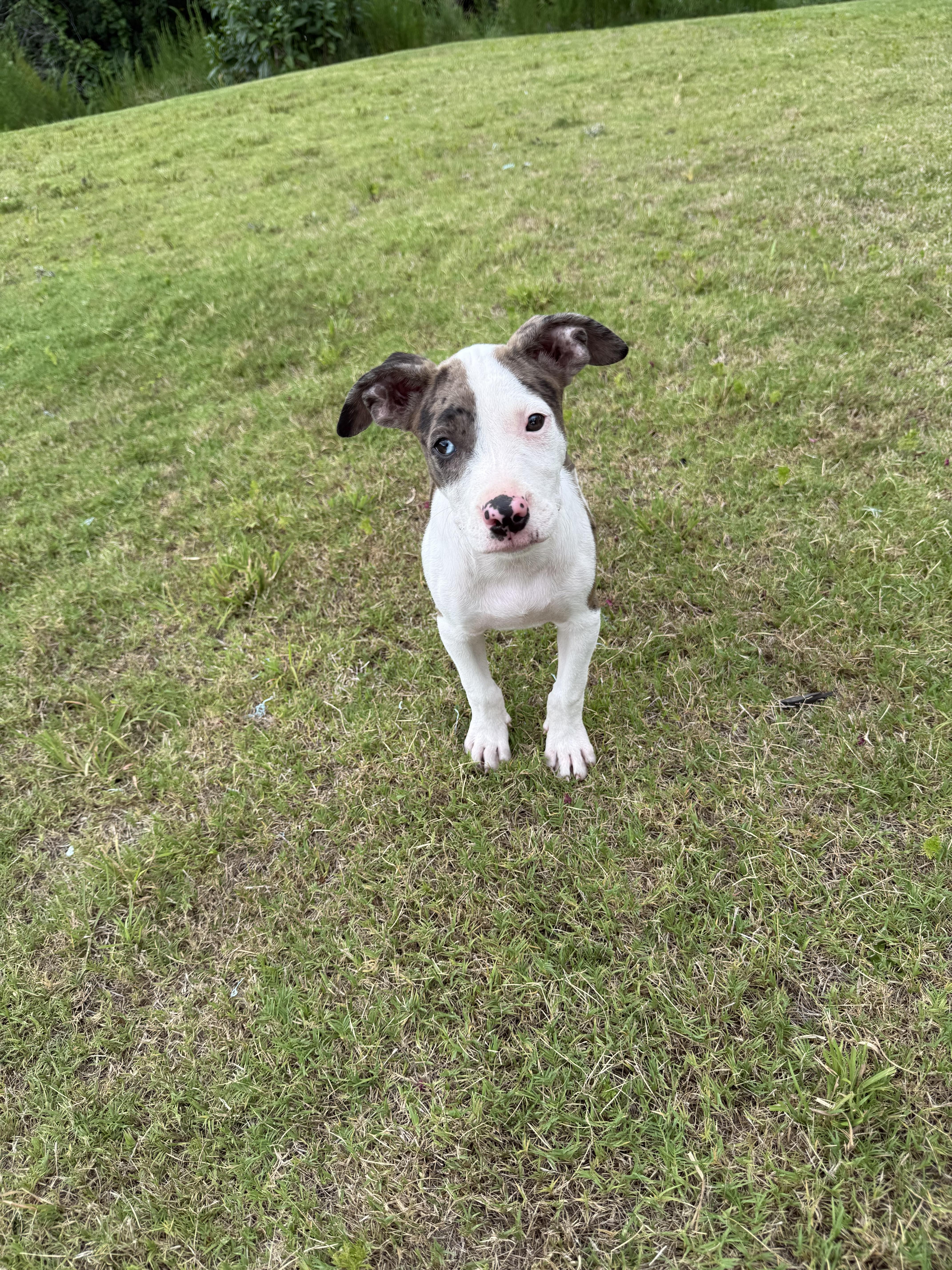 Enlarge Summer , a ADOPTABLE Catahoula Leopard Dog in Williamston, SC image 2/6