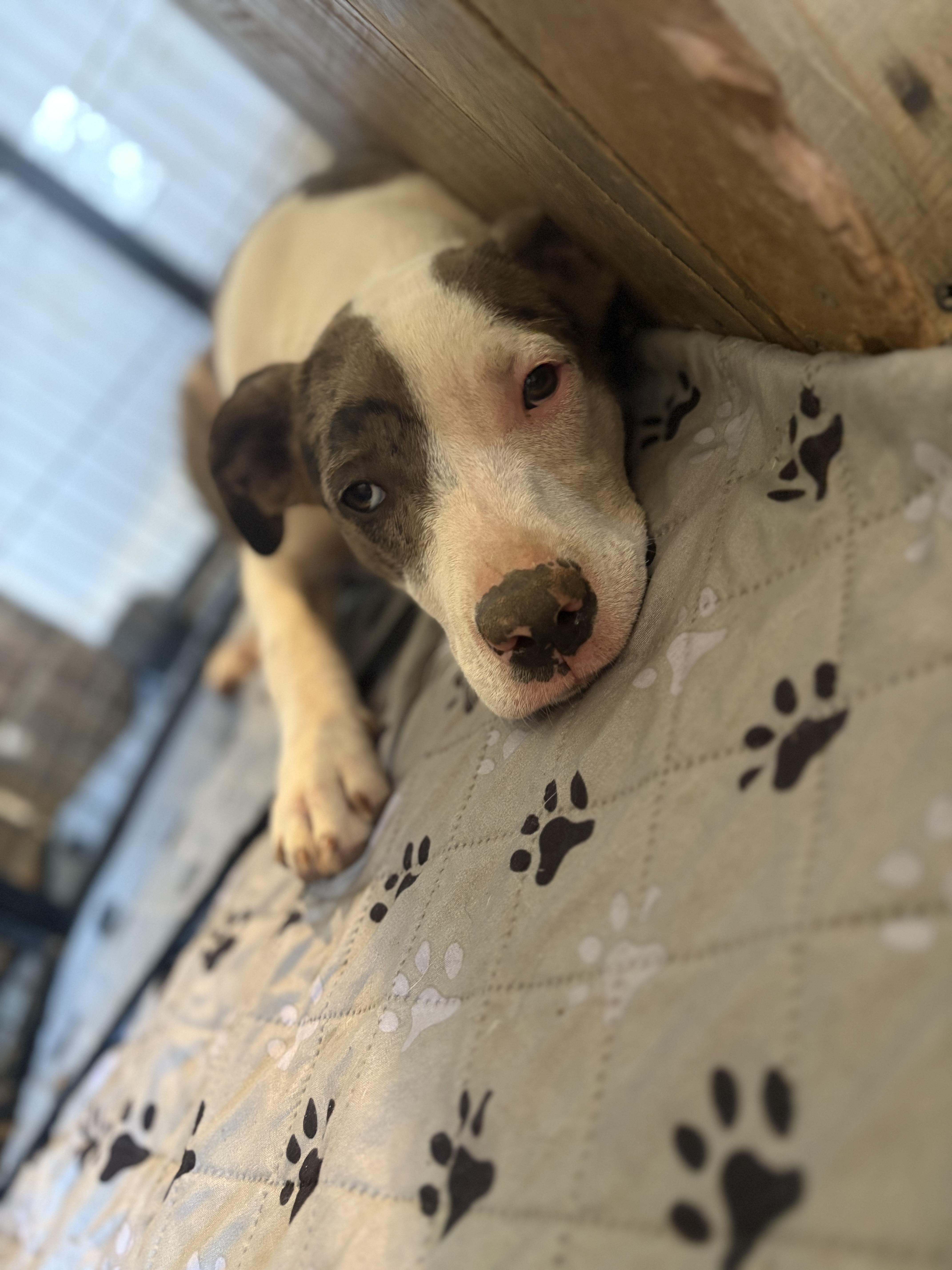 Enlarge Summer , a ADOPTABLE Catahoula Leopard Dog in Williamston, SC image 1/6