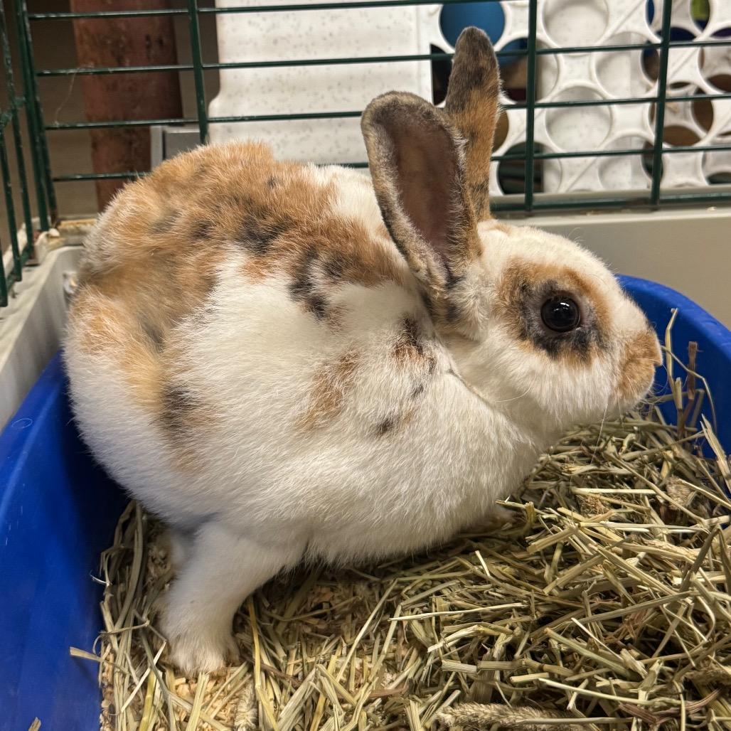 Enlarge Pralines and cream, a Adoptable mixed breed in Perkiomenville, PA image 1/1