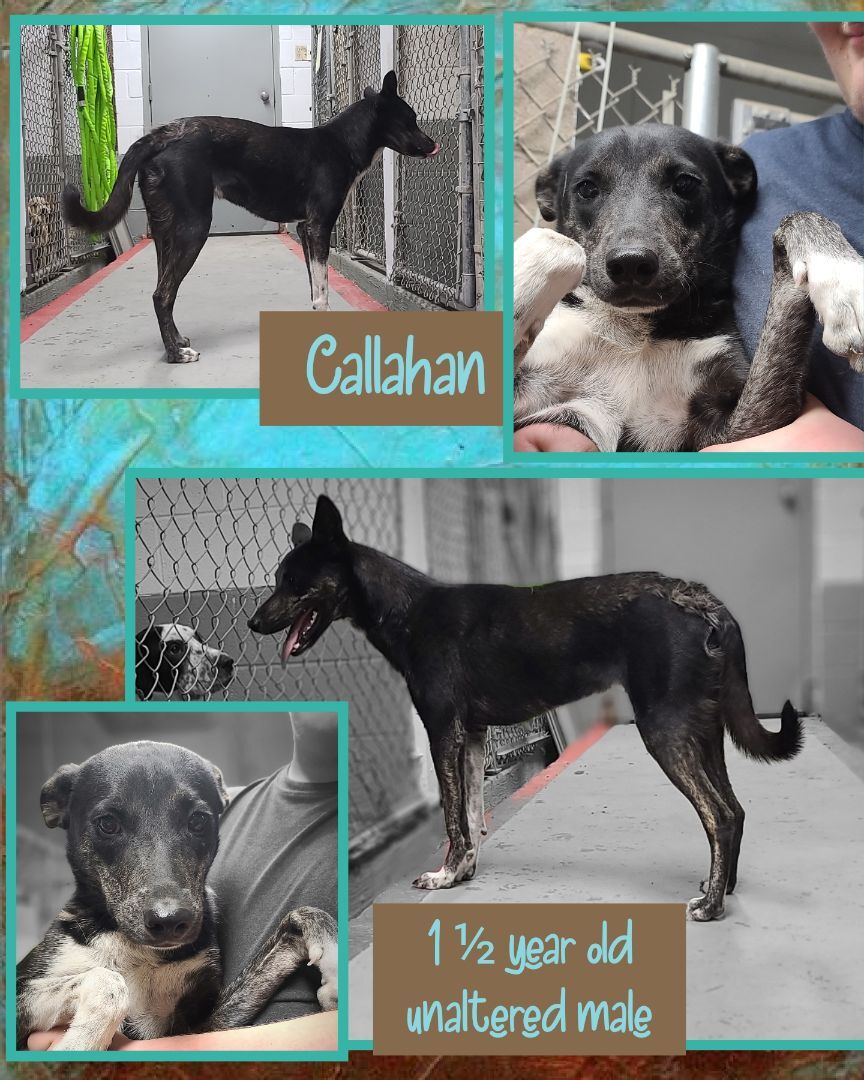 Callahan , a Adoptable mixed breed in Kermit, TX image 1/2