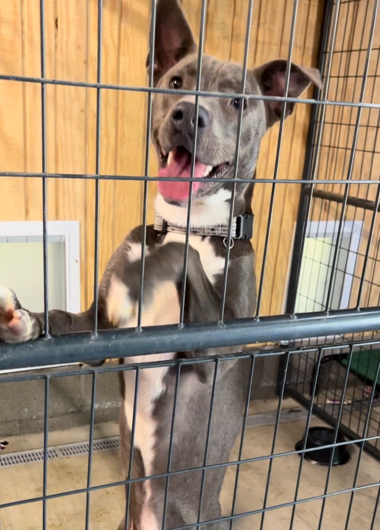 Grayson , Adopted, Young Male Pit Bull Terrier.