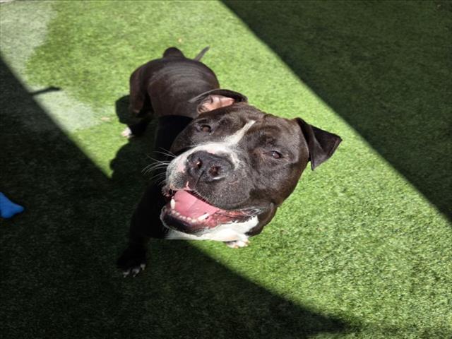 Enlarge TONKA, a Adoptable Pit Bull Terrier in Los Angeles, CA image 1/1