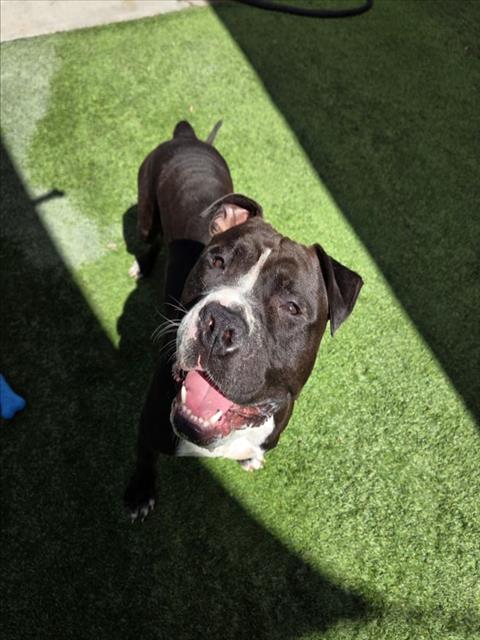 TONKA, Adoptable, Young Male Pit Bull Terrier.