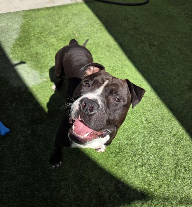 TONKA, Adoptable, Young Male Pit Bull Terrier.