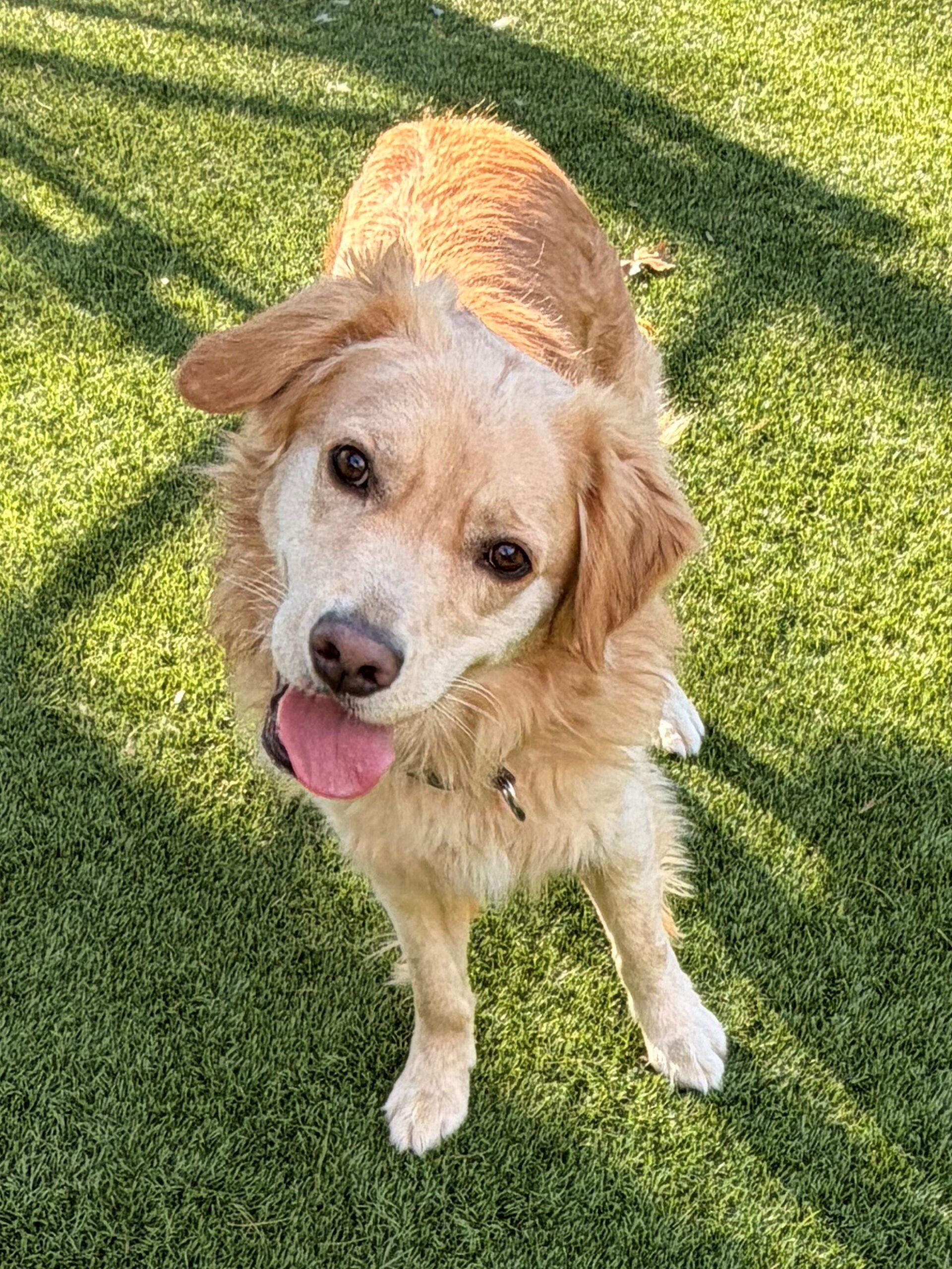 Enlarge Focaccia, a ADOPTABLE Golden Retriever in Hudson, MA image 1/3