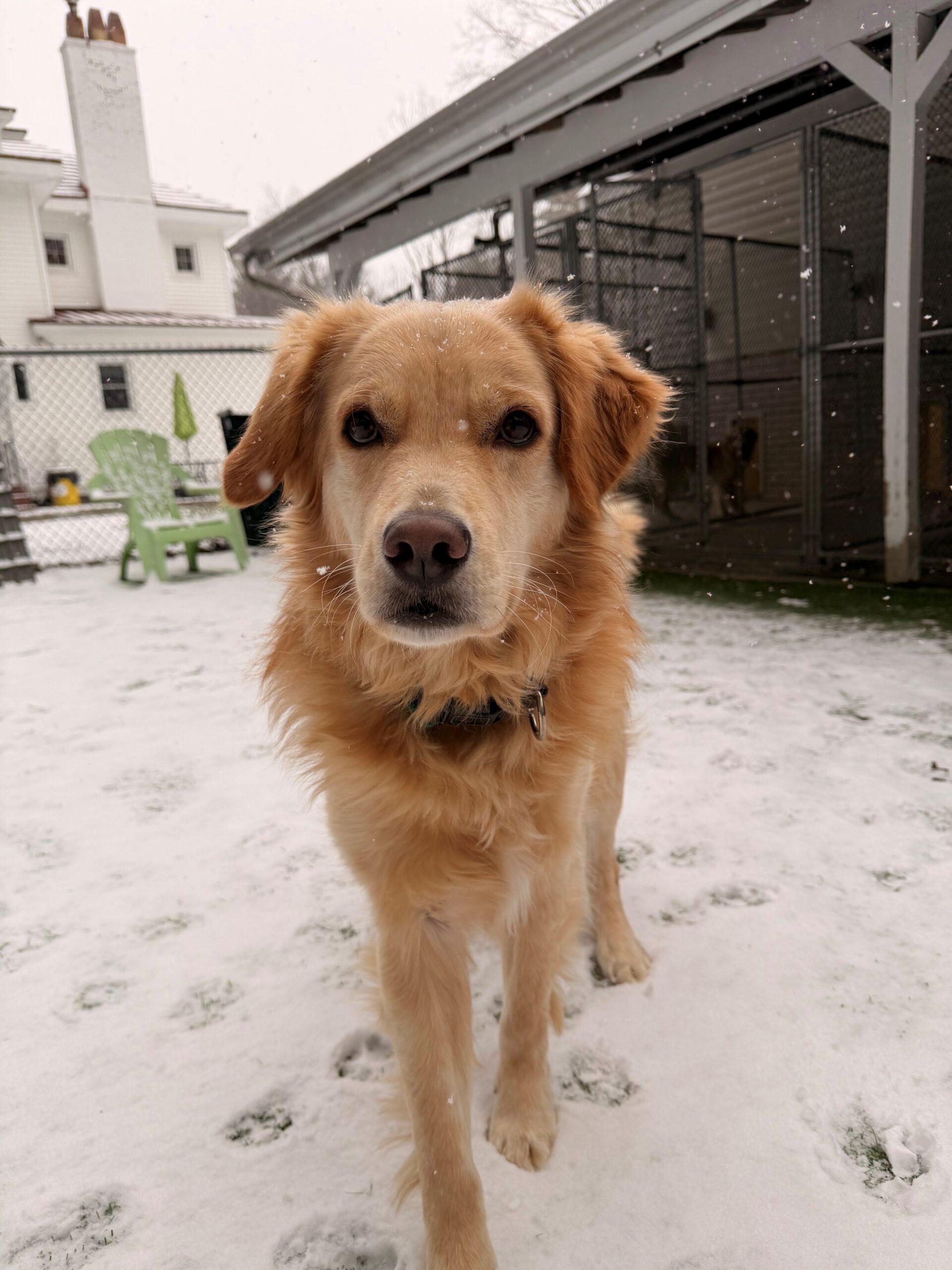 Enlarge Focaccia, a ADOPTABLE Golden Retriever in Hudson, MA image 2/3