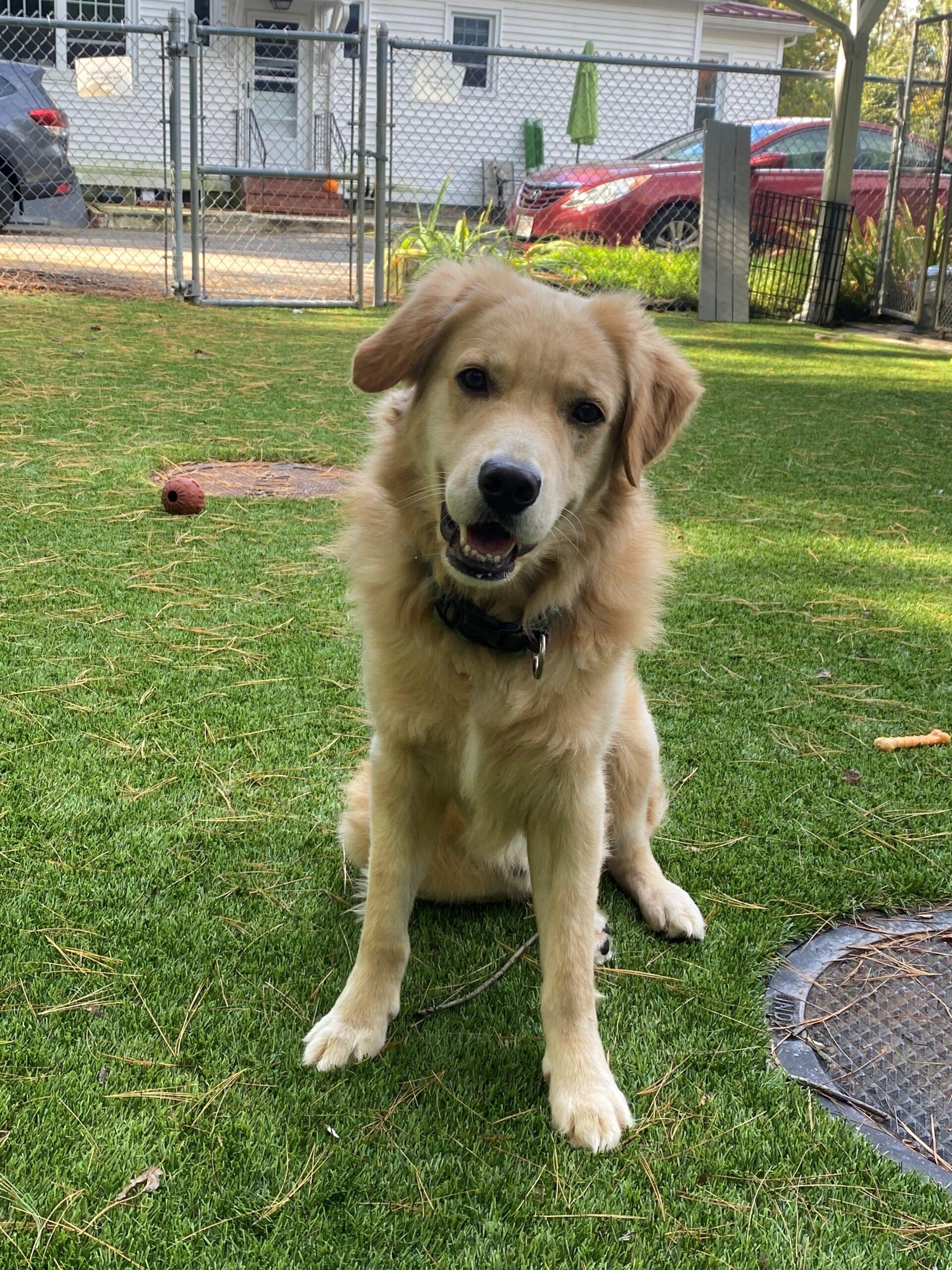 Enlarge Focaccia, a ADOPTABLE Golden Retriever in Hudson, MA image 3/3