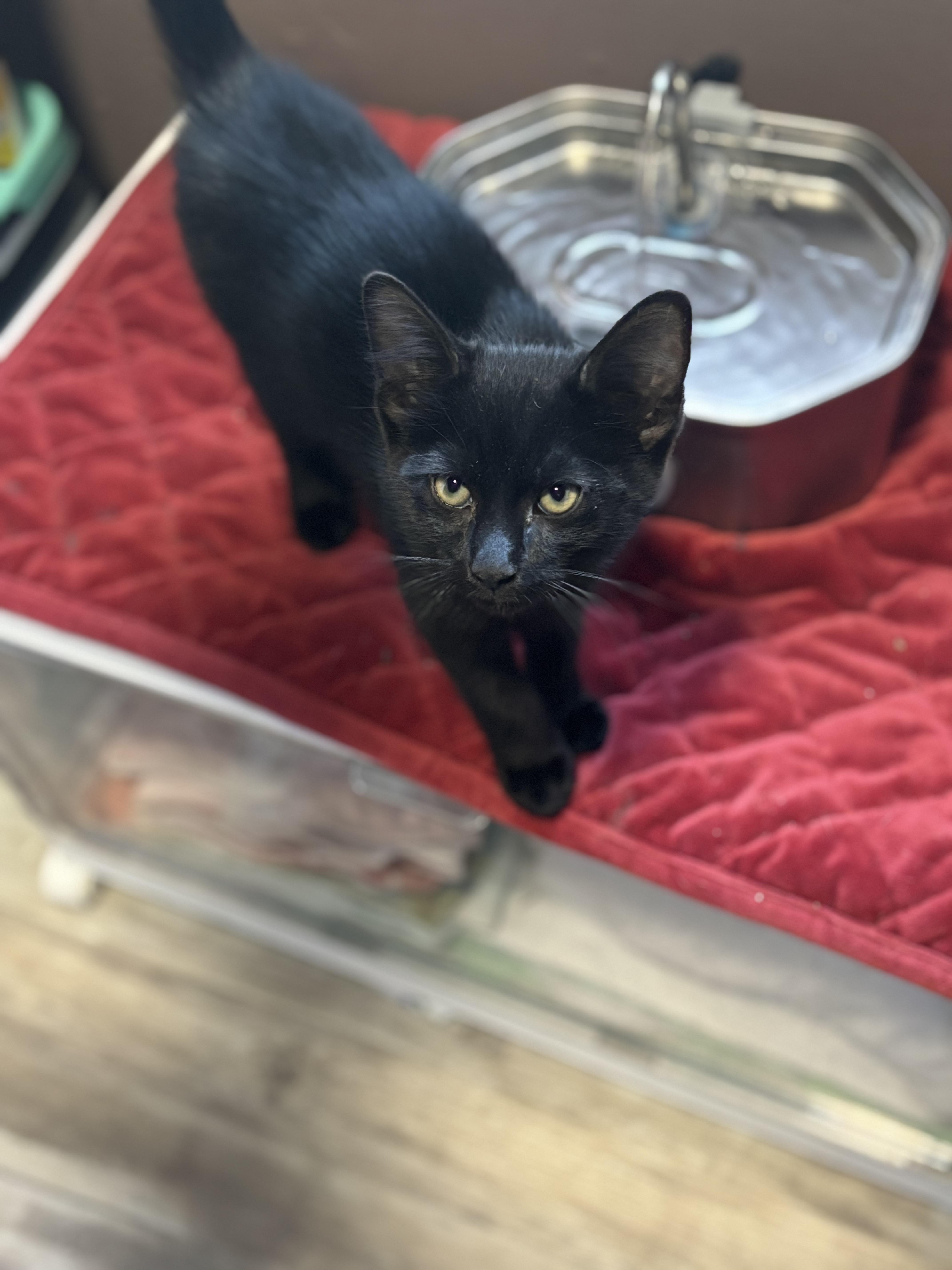 BONNIE, a Adoptable Domestic Short Hair in Pittsburgh, PA image 1/5