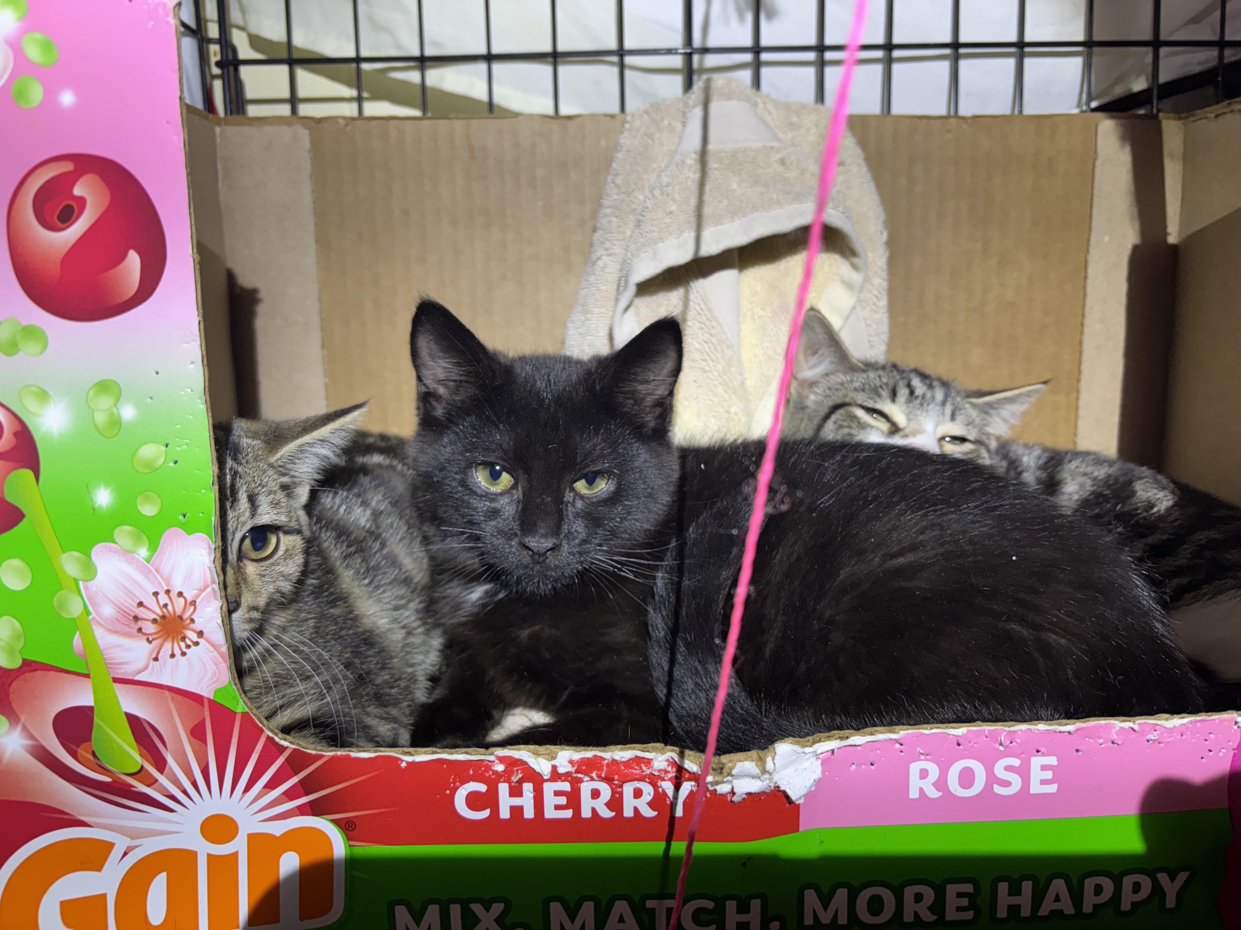 BONNIE, a Adoptable Domestic Short Hair in Pittsburgh, PA image 3/5