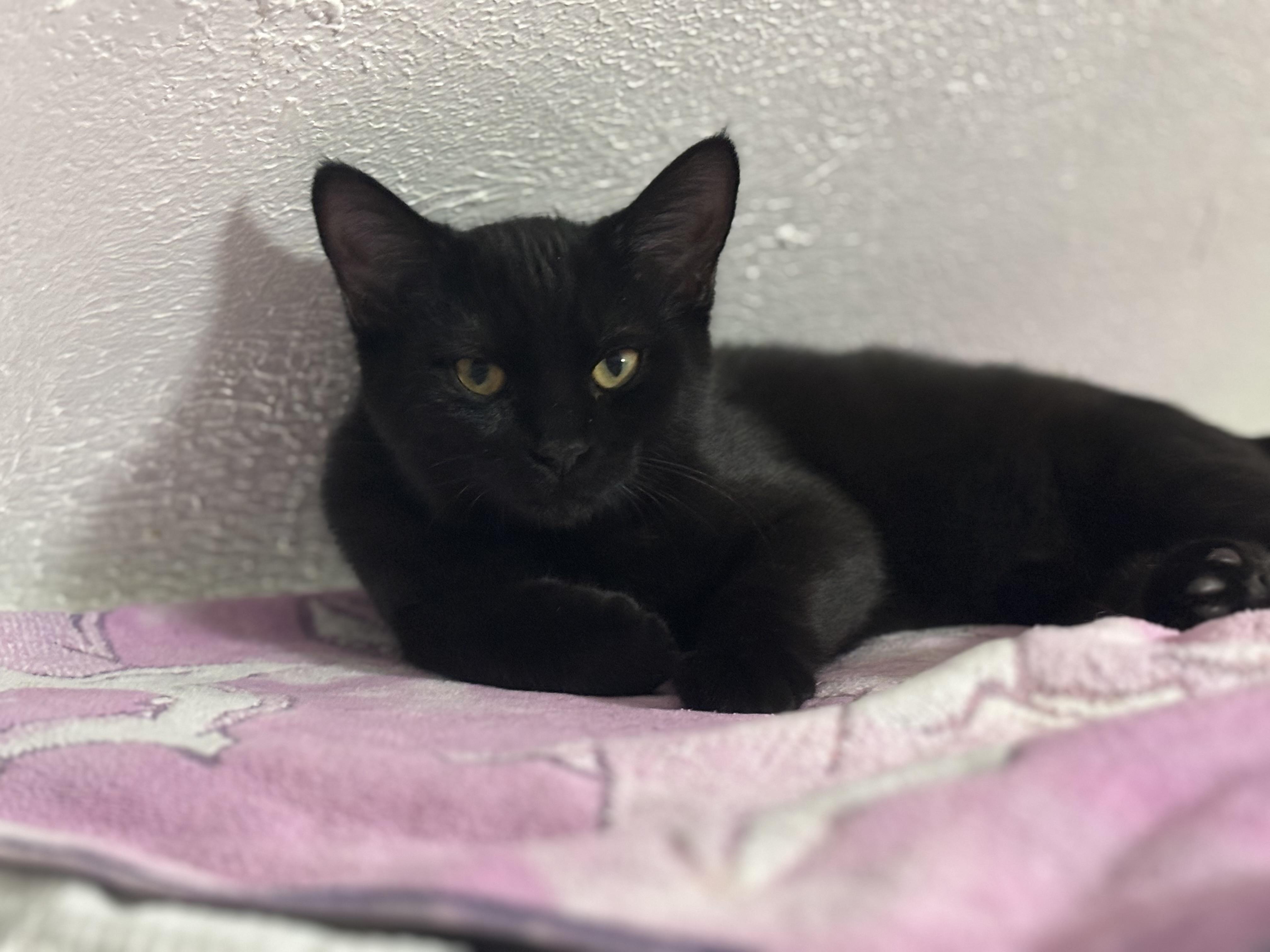 BONNIE, Adoptable, Kitten Female Domestic Short Hair.