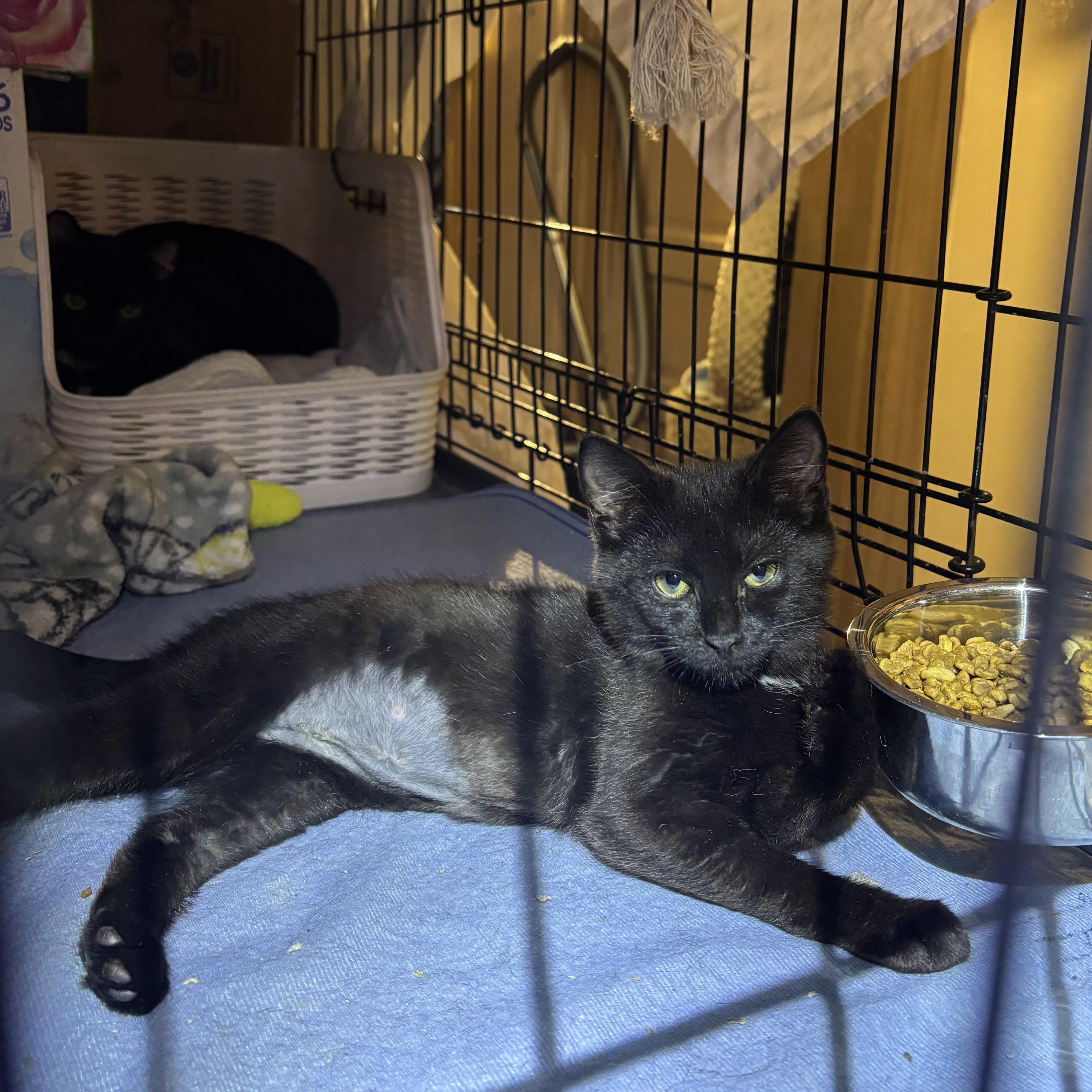 BONNIE, a Adoptable Domestic Short Hair in Pittsburgh, PA image 5/5