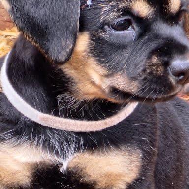 Enlarge Amber, a Adopted Mixed Breed in Winston Salem, NC image 5/6
