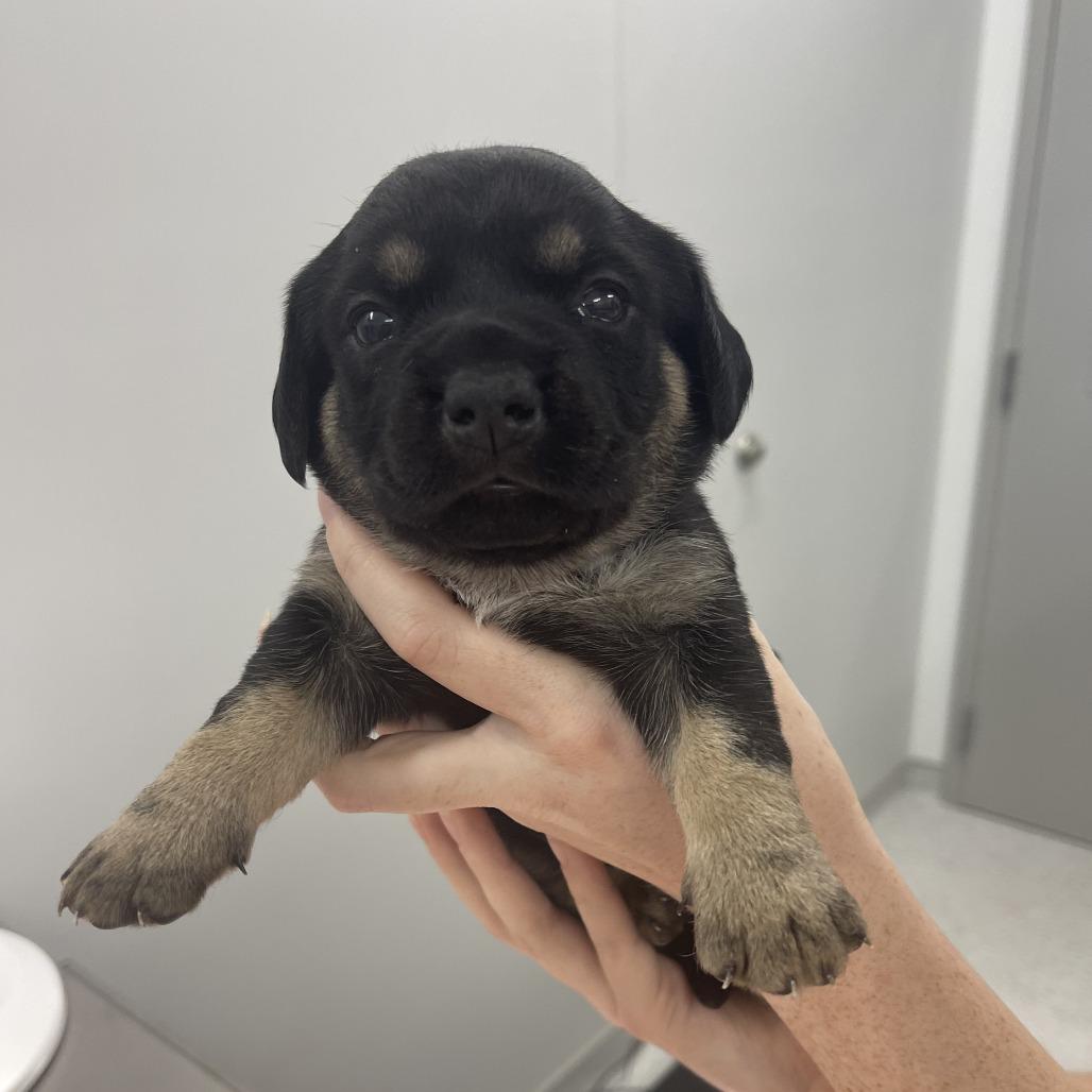 Enlarge Amber, a Adopted Mixed Breed in Winston Salem, NC image 6/6