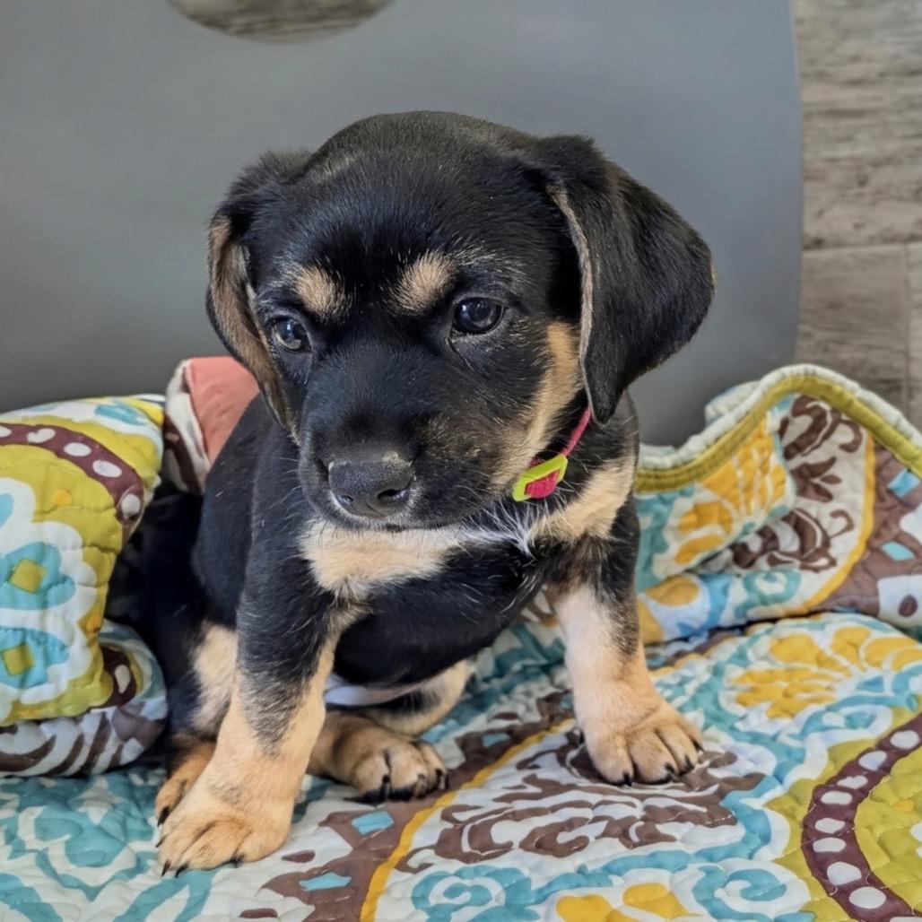 Amber, Adopted, Puppy Female Mixed Breed.