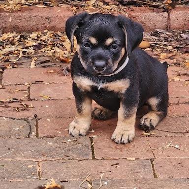 Enlarge Amber, a Adopted Mixed Breed in Winston Salem, NC image 2/6