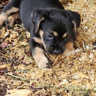Enlarge Amber, a Adopted Mixed Breed in Winston Salem, NC image 3/6