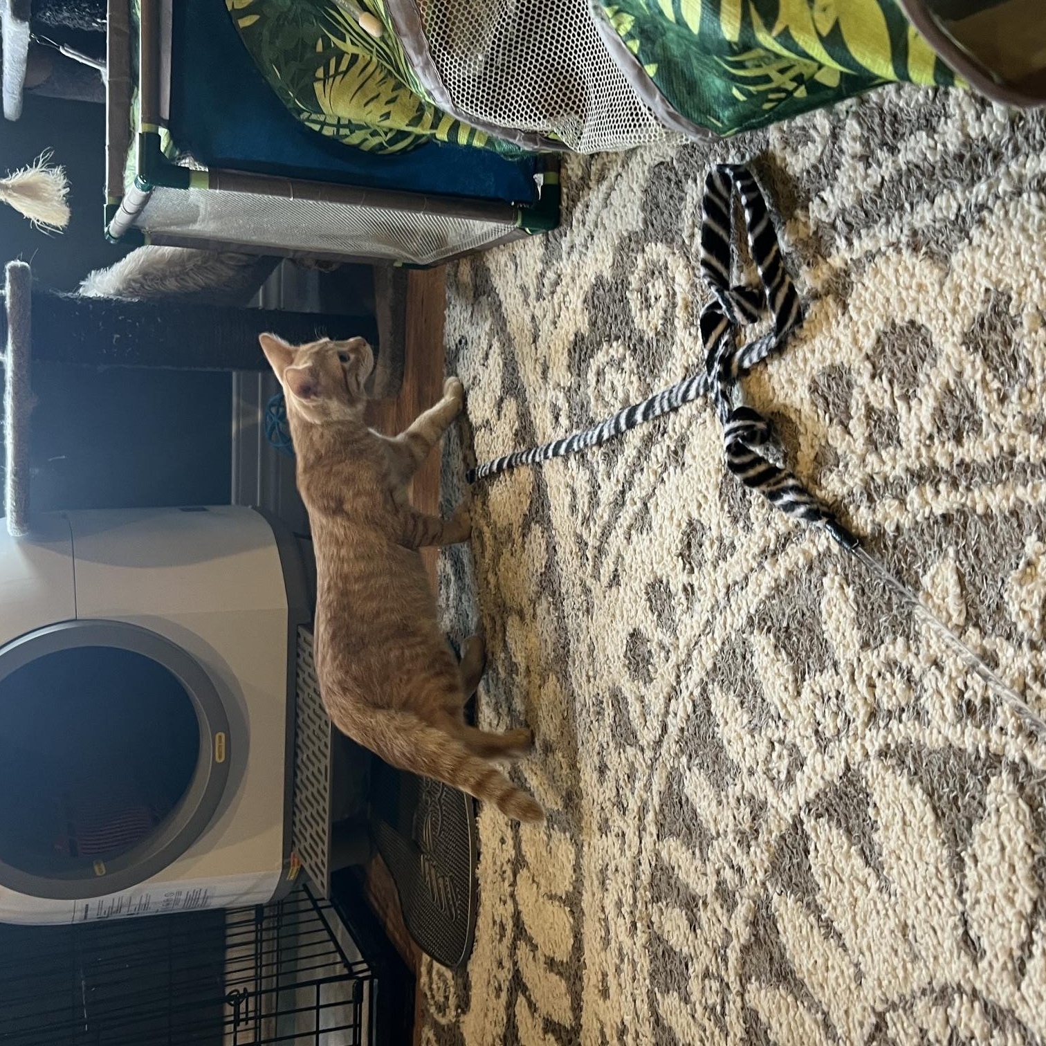 Enlarge Queso, a Adoptable Domestic Short Hair in Louisville, KY image 5/5