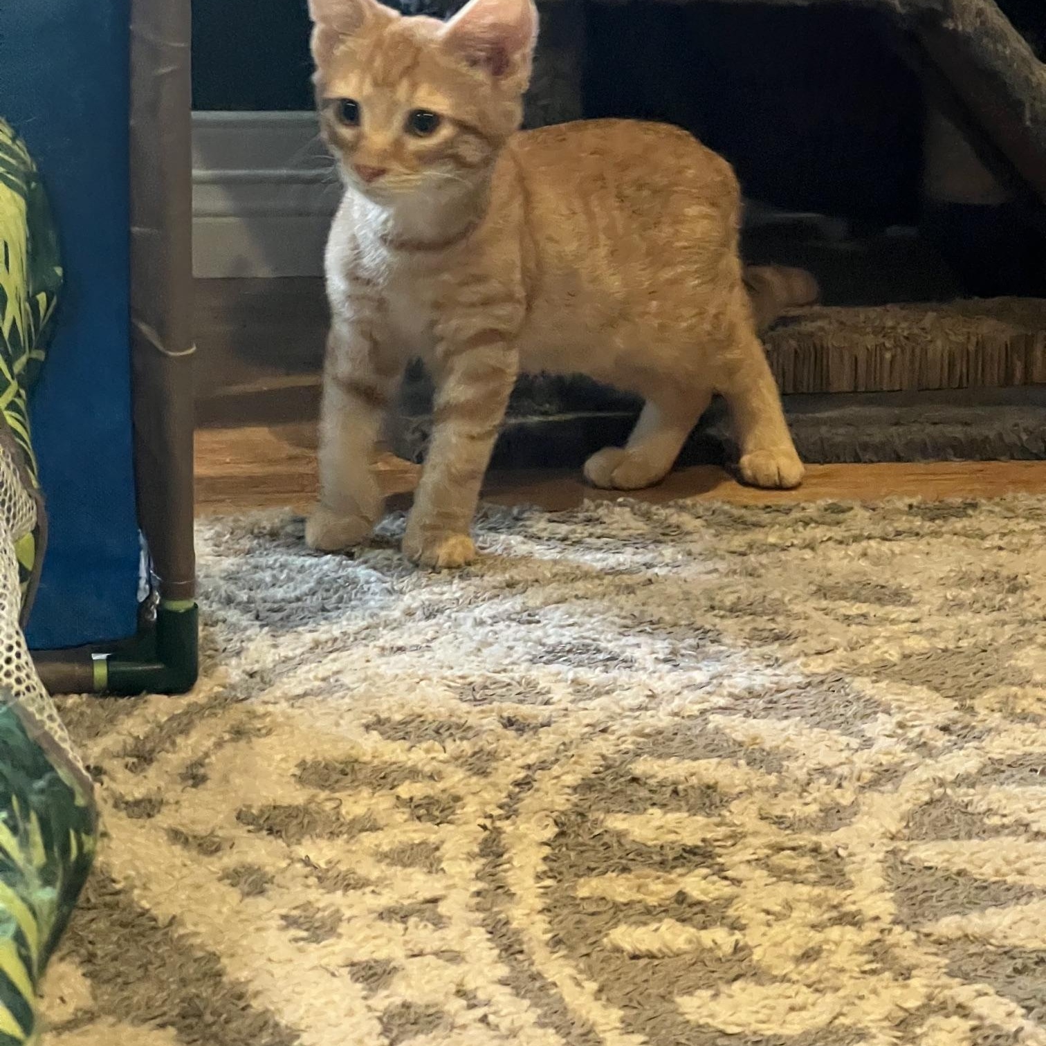 Enlarge Queso, a Adoptable Domestic Short Hair in Louisville, KY image 2/5