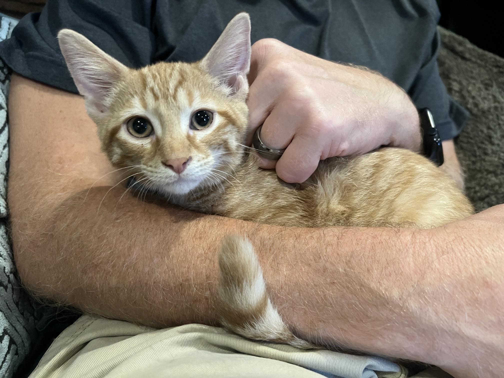 Enlarge Queso, a Adoptable Domestic Short Hair in Louisville, KY image 4/5