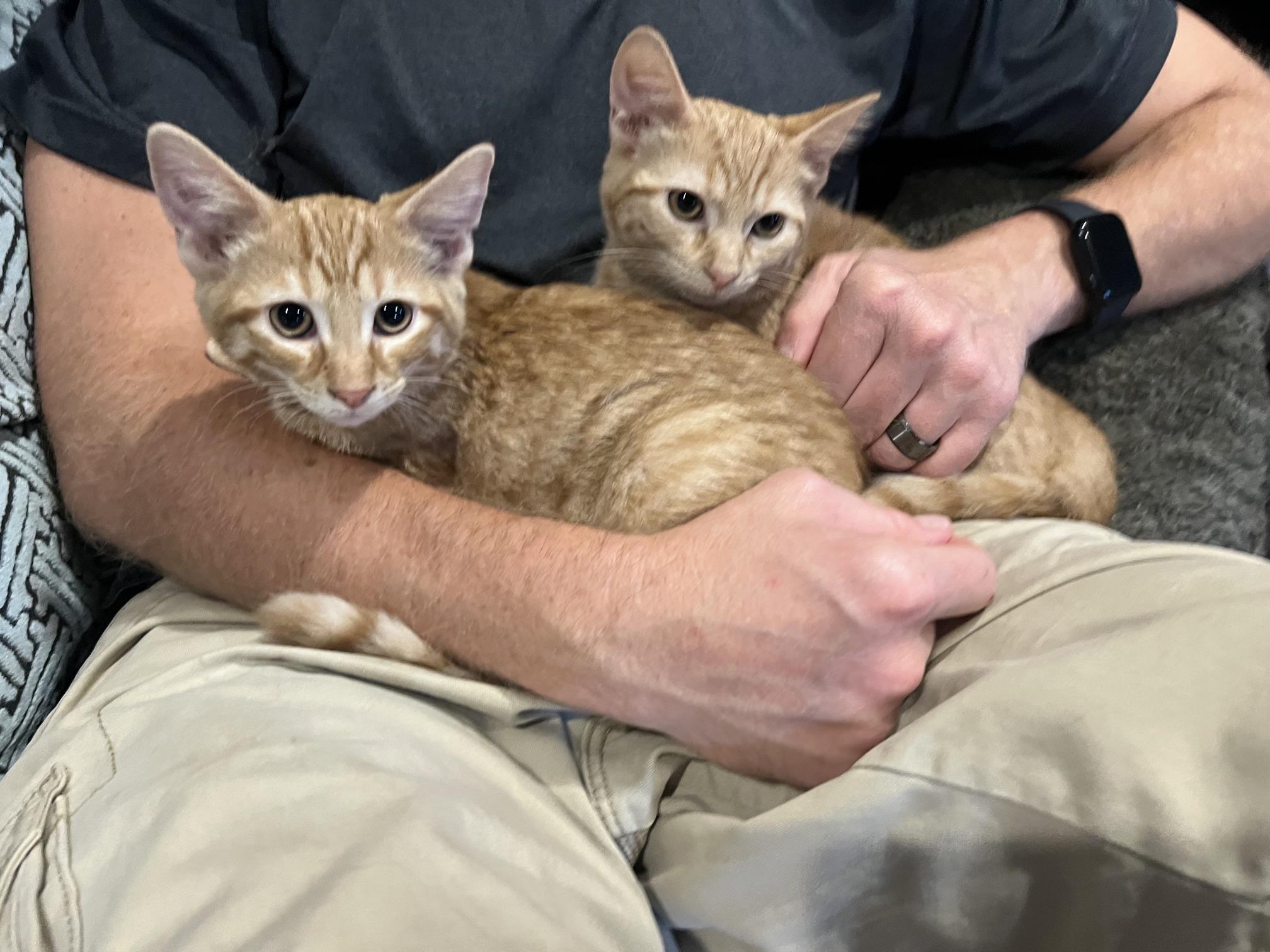 Enlarge Queso, a Adoptable Domestic Short Hair in Louisville, KY image 3/5