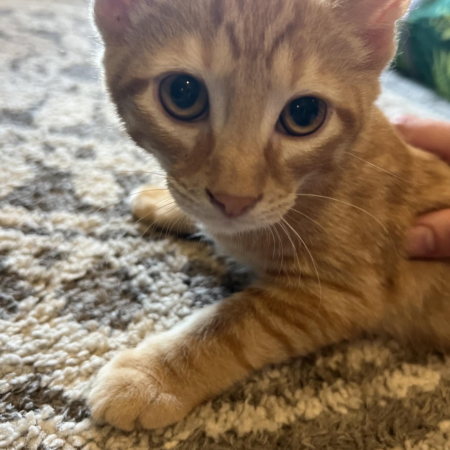 Enlarge Queso, a Adoptable Domestic Short Hair in Louisville, KY image 1/5