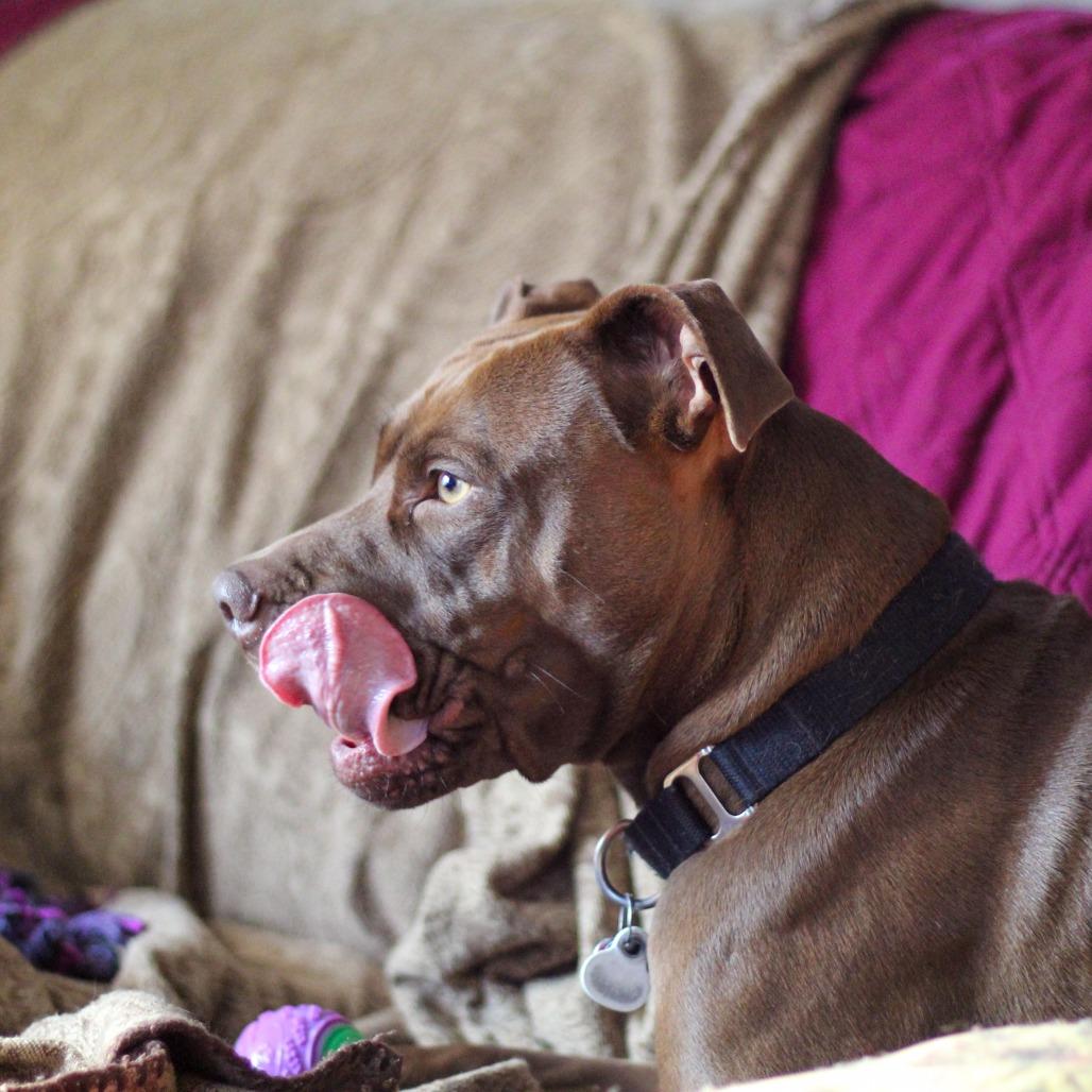 Bebe "Beatrix", Adoptable, Adult Female Labrador Retriever & Terrier.