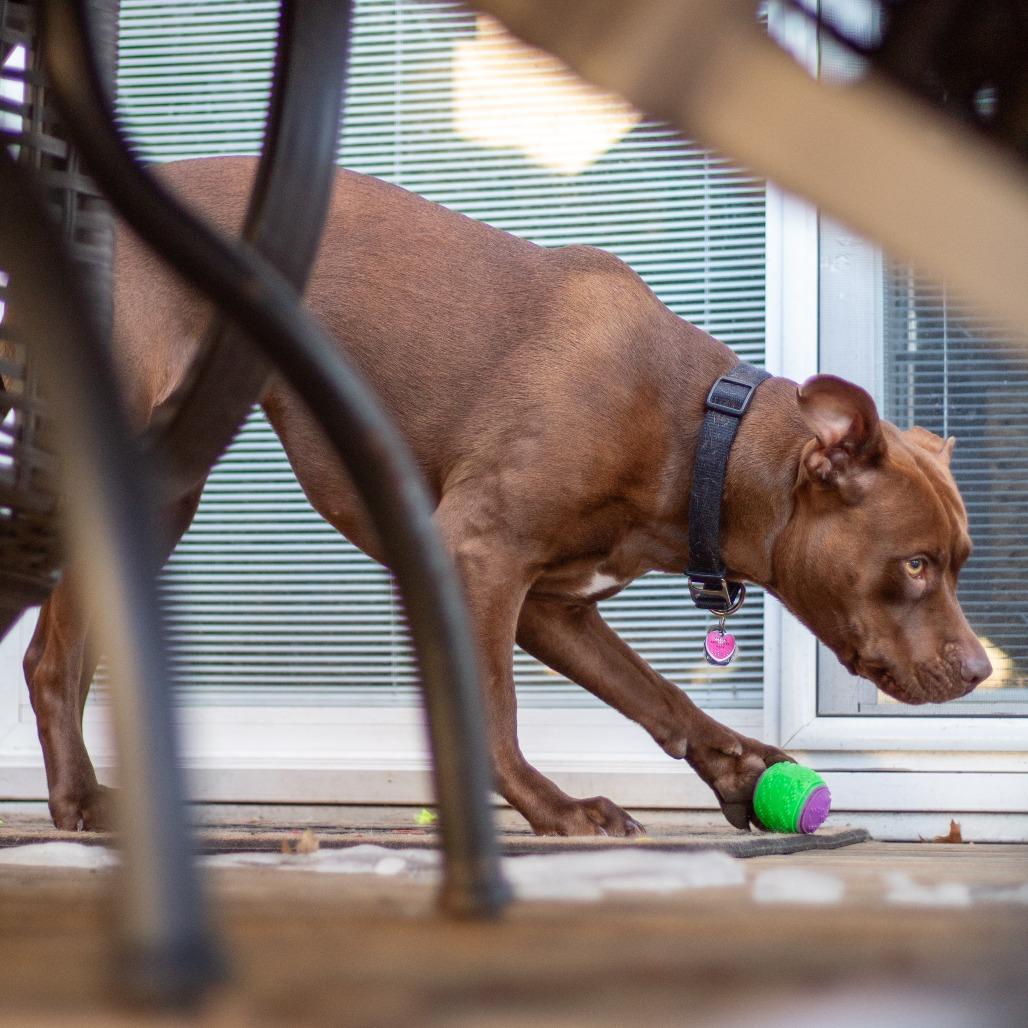 Beatrix, a Adoptable mixed breed in Festus, MO image 1/4