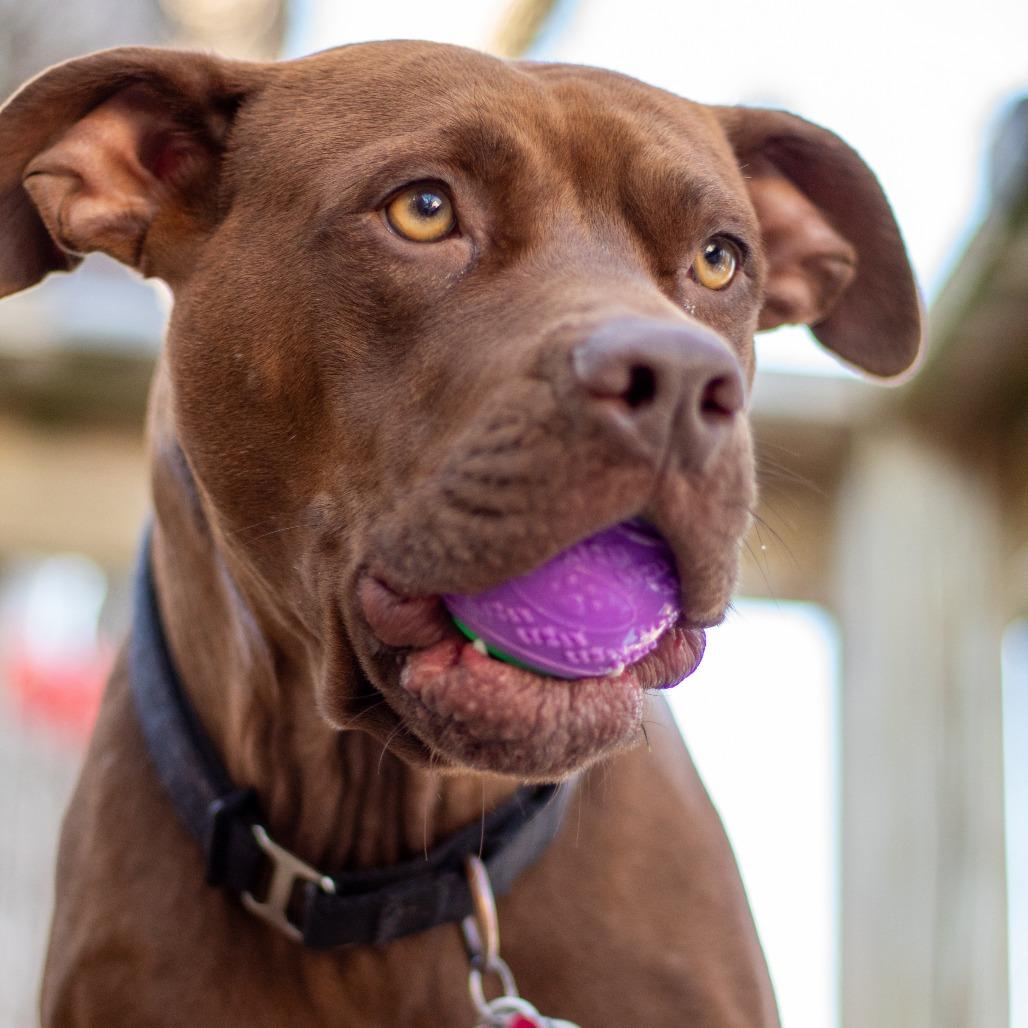 Beatrix, a Adoptable mixed breed in Festus, MO image 2/4